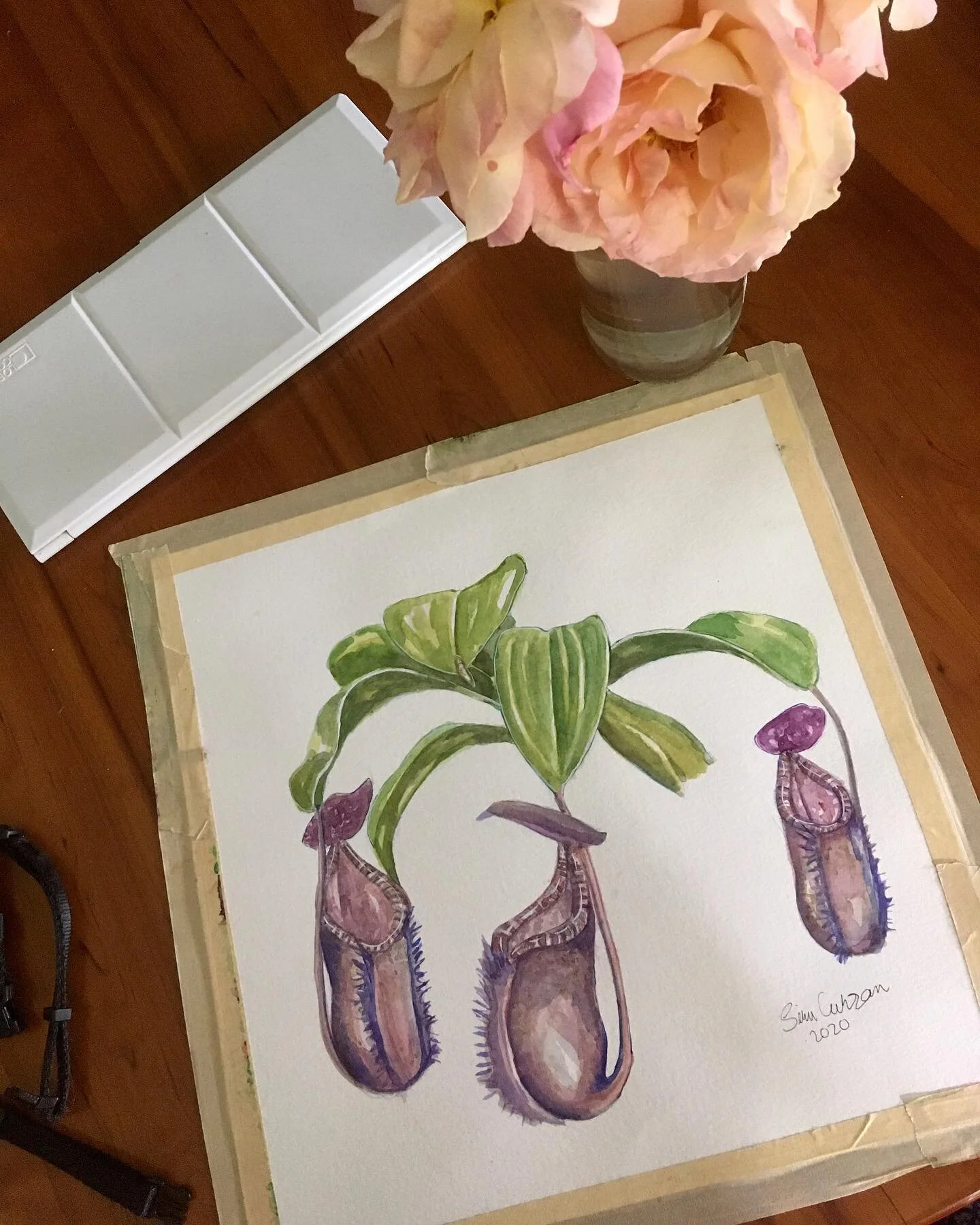 Nepenthes muluensis x lowii.

Back to work 💪🎨 We moved to Tennessee almost 3 months ago (mid-March) and this is the first painting I&rsquo;ve done after our move. A little bit rusty but here we come (: #artthatbites #nepenthes #carnivorousplant