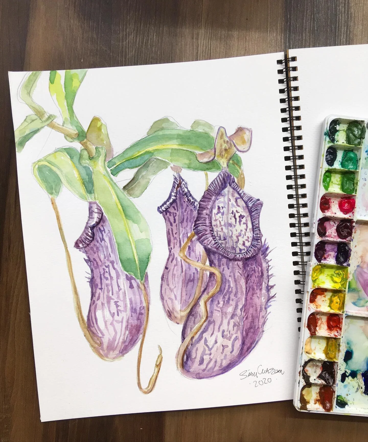 Just playing around 🙃 Model Nepenthes spathulata x spectabilis &rdquo;pinapang&rdquo;. Painted in front of the actual plant. 
.
#artthatbites #carnivorousplants #nepenthesart #carnivorousplantart #plantart #watercolorart