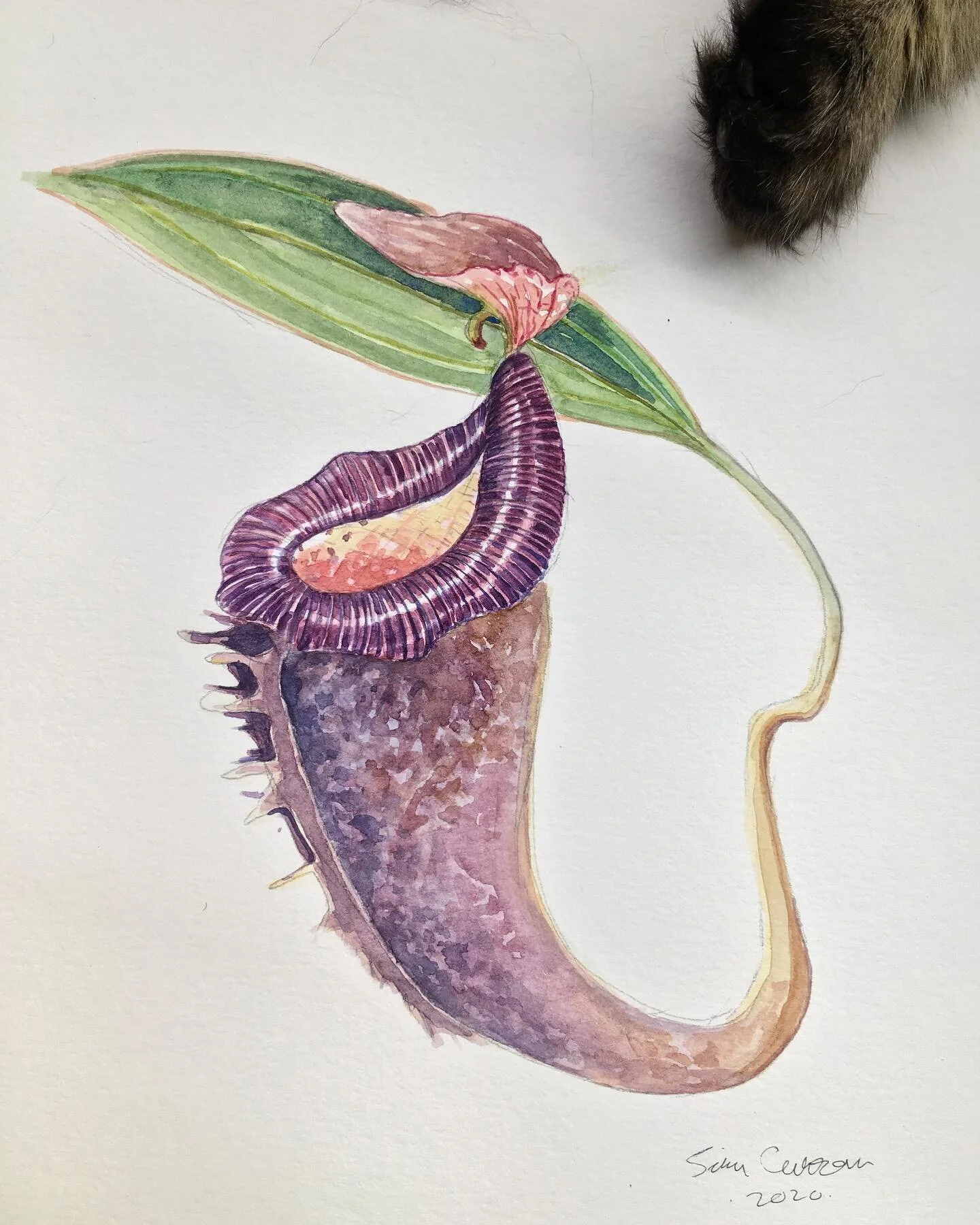 Nepenthes linguchila.
I was thinking the other day while staring at our plants, what would N.platychila look like if it was dark? I went ahead and switched the colors and attributes with N.lingulata to create this fantasy species. 
#artthatbites #nep