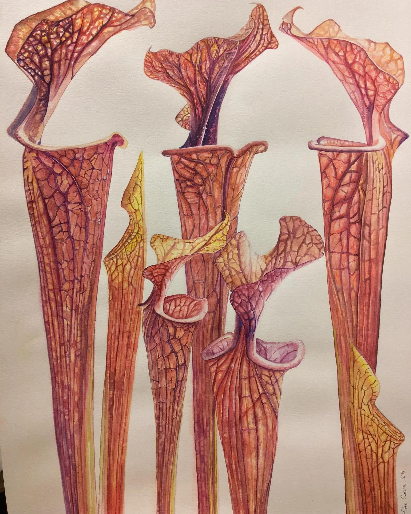 We visited a friend this last weekend and saw this original watercolor piece that I painted in 2018. It&rsquo;s something like 36 x 24 inches 😊 
I&rsquo;ve never had a good photo of it so happy that I have one now. 
.
#artthatbites #carnivorousplant