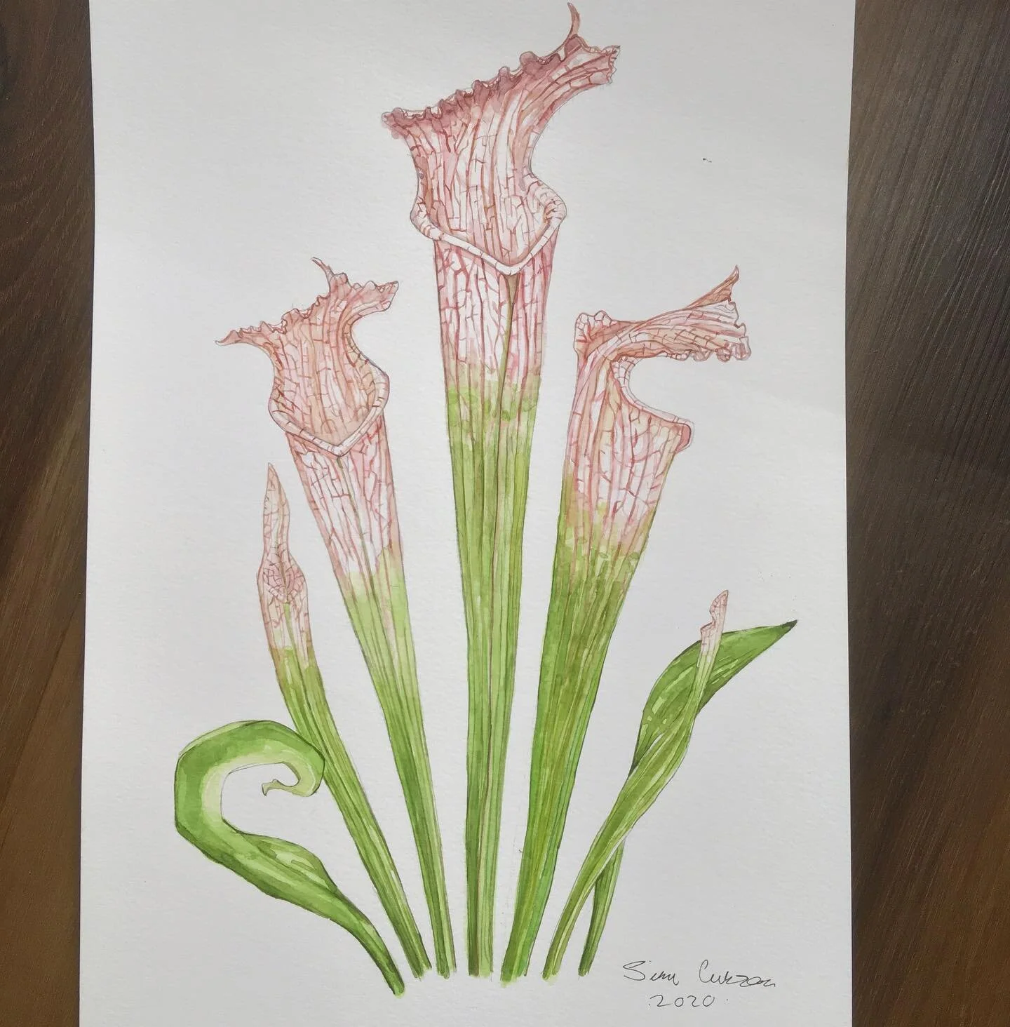 Sarracenia leucophylla
10x15 inches /38x25,5cm
Watercolors

This leuco painting&rsquo;s lineart/sketch is probably from 2017-2018. I grabbed it last time when I was visiting my family in Finland and I got to color it now 🙂
.
#artthatbites #carnivoro