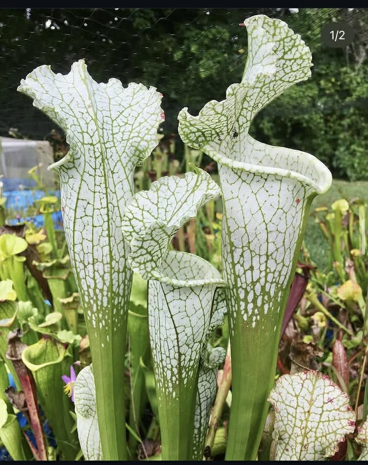 7672e9a5-6c6e-44a7-a820-49b3be398616 (1).jfif