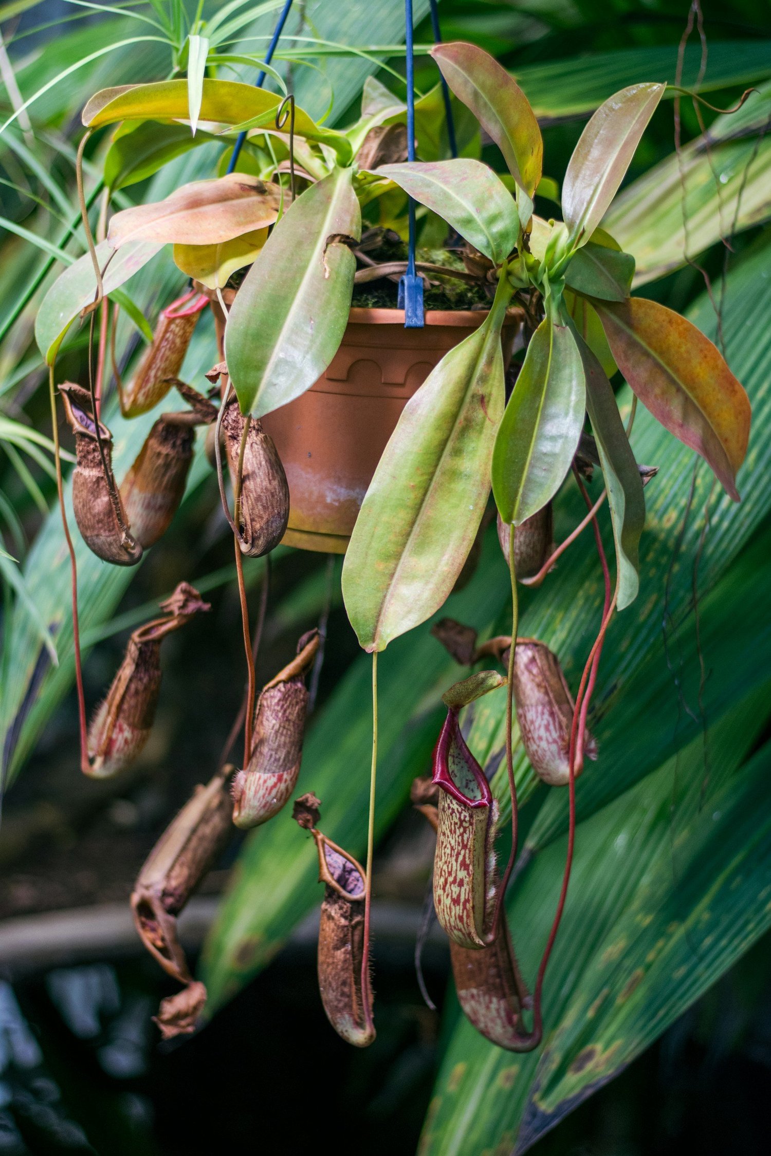 Nepenthes Care  Curzon Botanicals