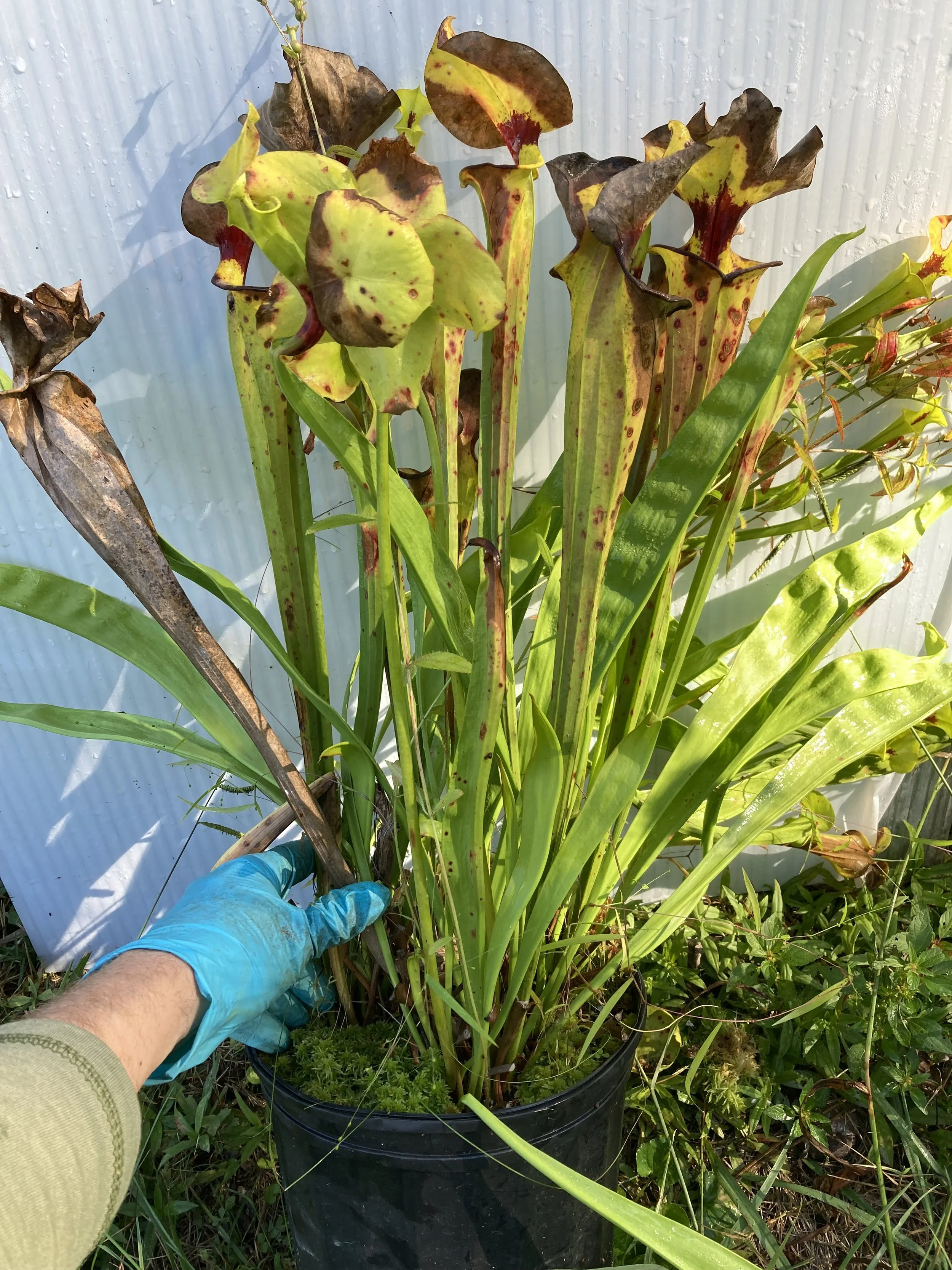 Photo Sep 12 2025, 10 25 36 AM.jpg