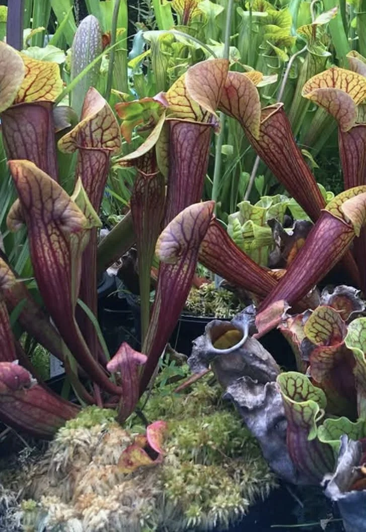 48d57118-66f3-4907-9999-805a276f59fa.jfif