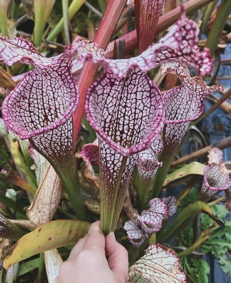 65b6c299-1200-4b2a-8fd4-5da09ac9231d.jfif