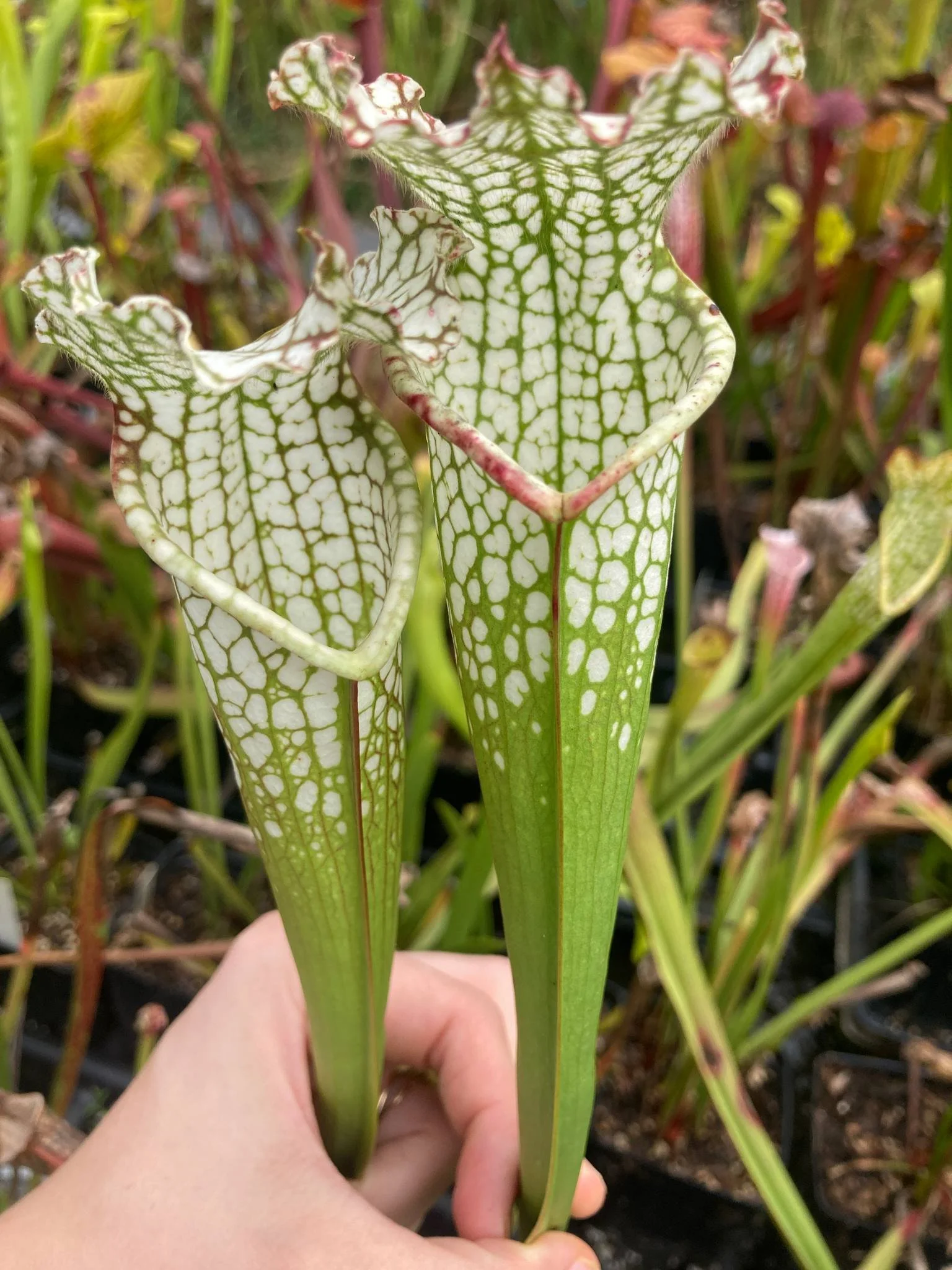 Sarracenia leucophylla, White Top Pitcher Plant