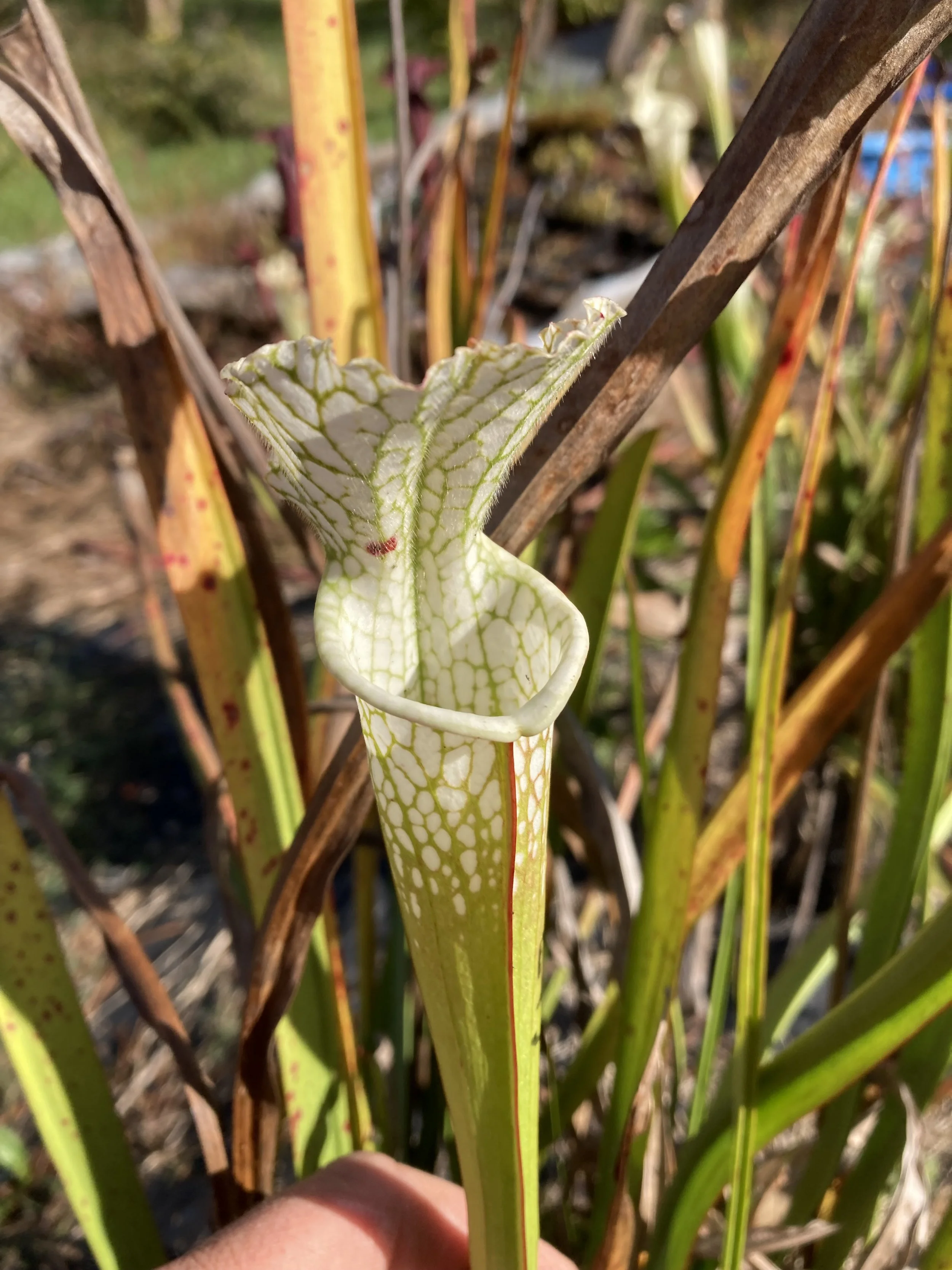 Photo Oct 31 2025, 3 41 38 PM.jpg