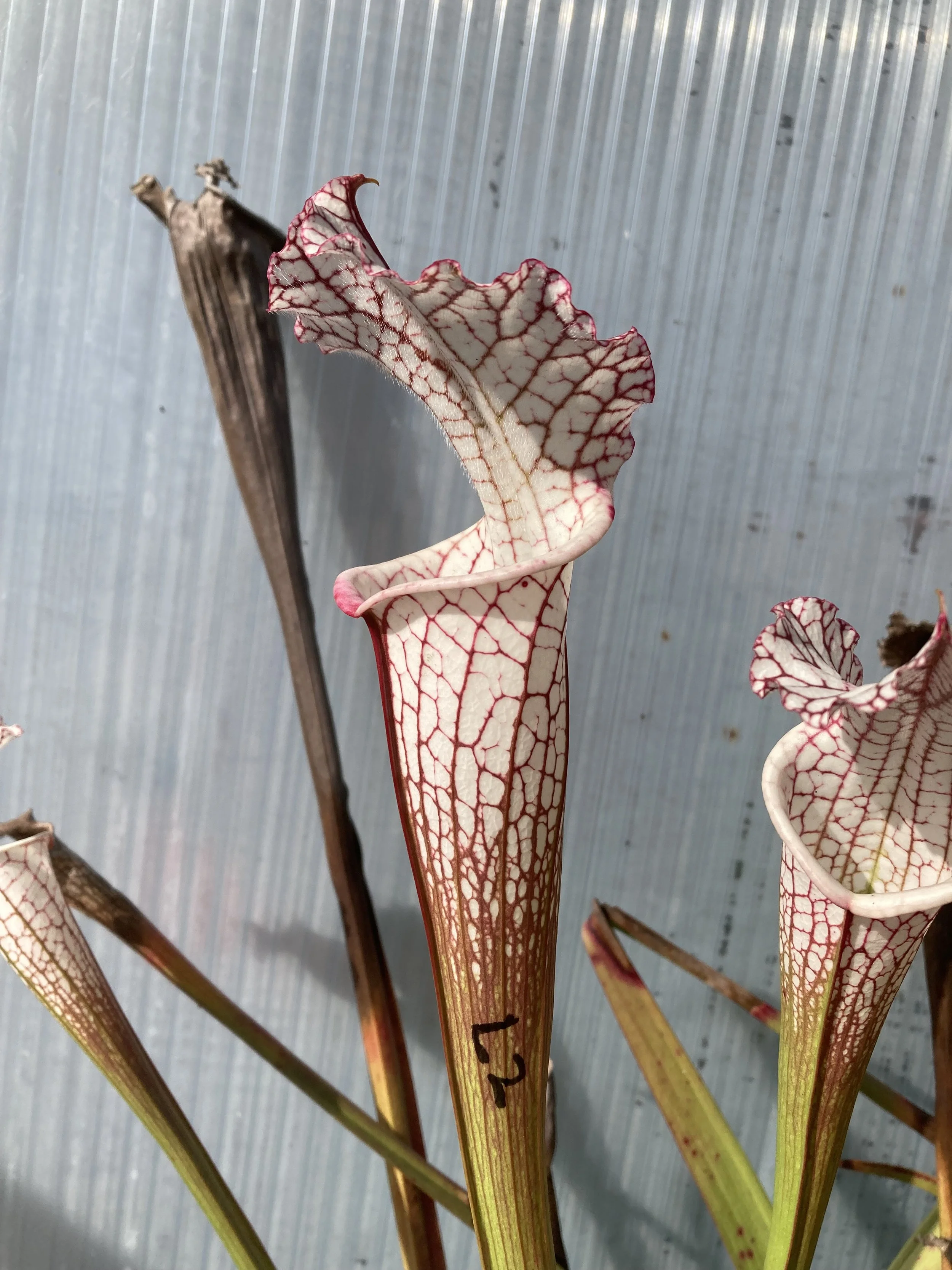 Photo Oct 31 2025, 2 39 57 PM.jpg