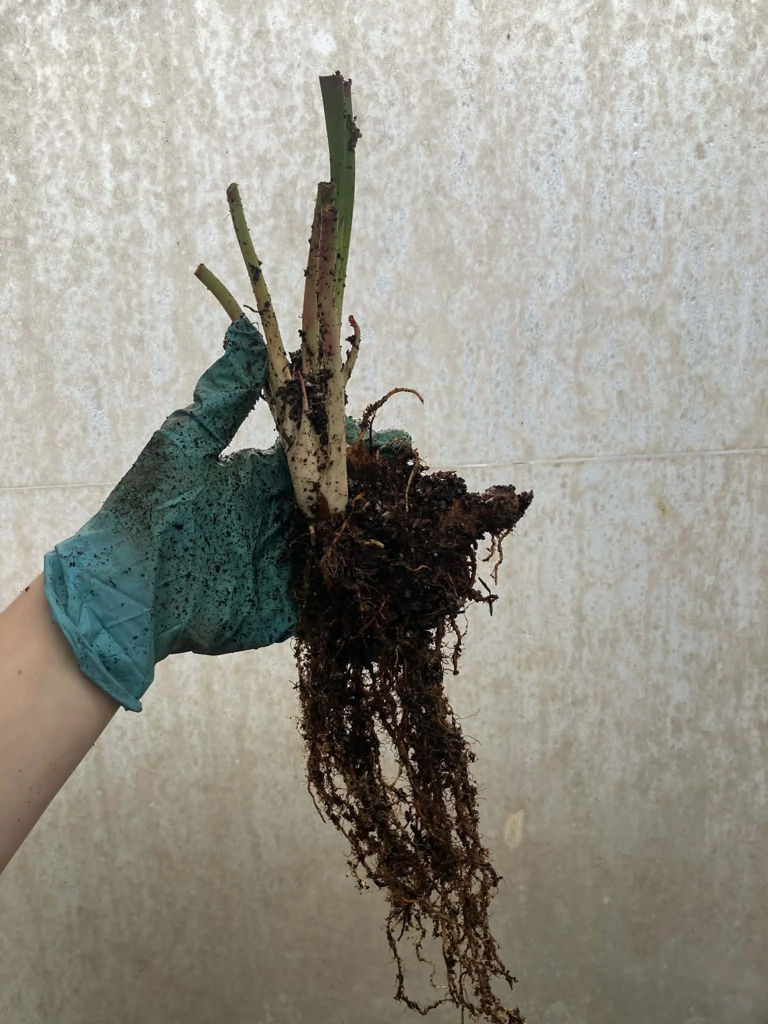 9cffcf3f-b3d5-4ece-9fbd-f5e7ed1df546.jfif