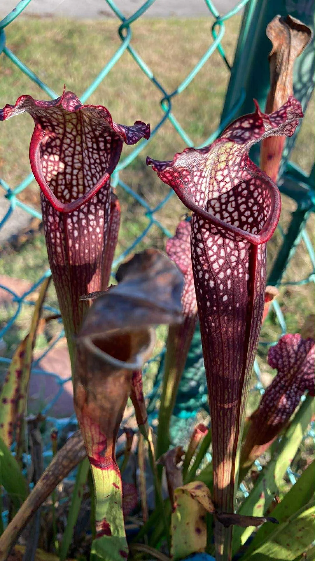 c084f8f6-dc1d-4bef-8c38-0012097d7459.jfif