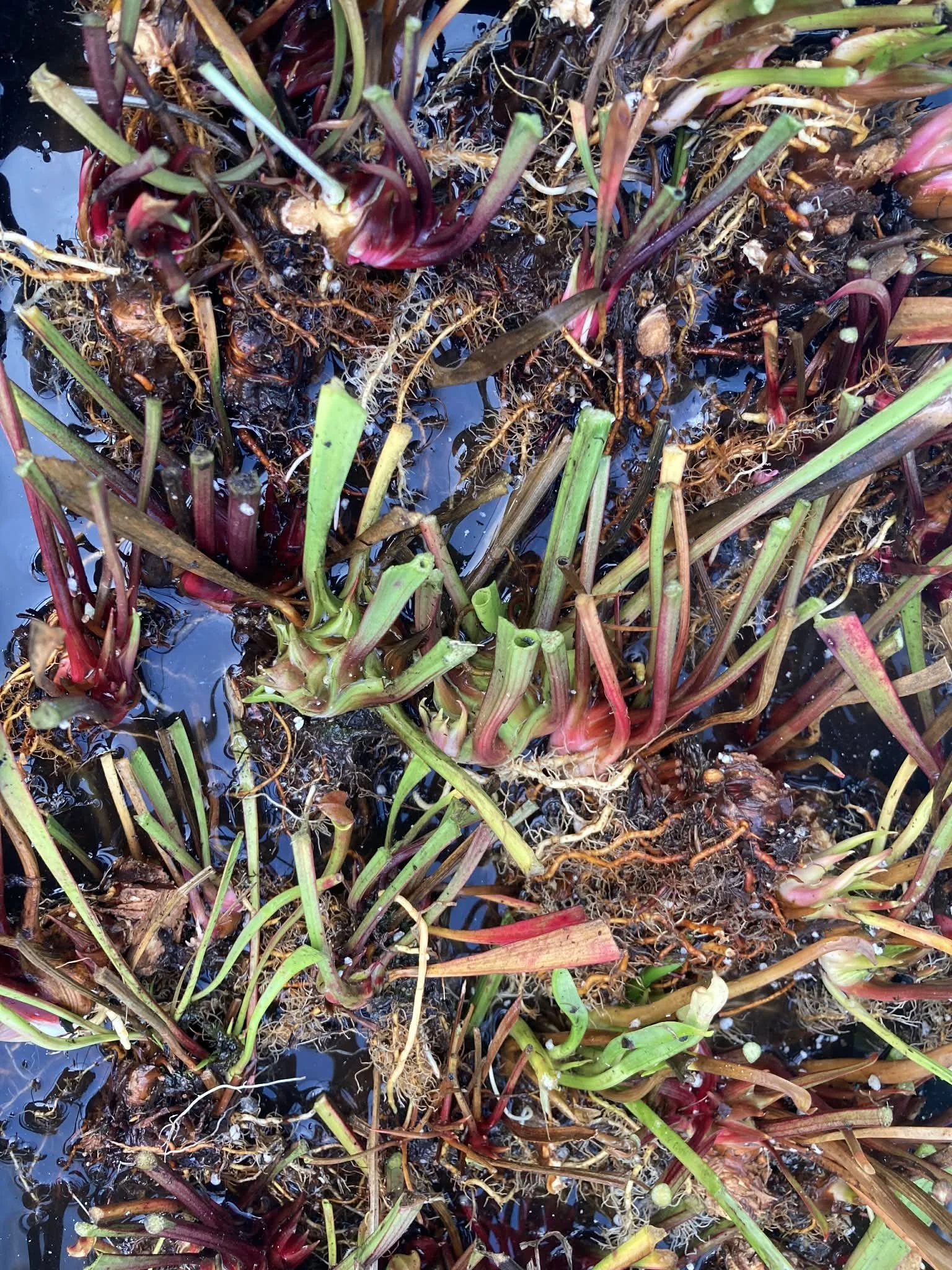 bare root rhizome sale (3).jpeg