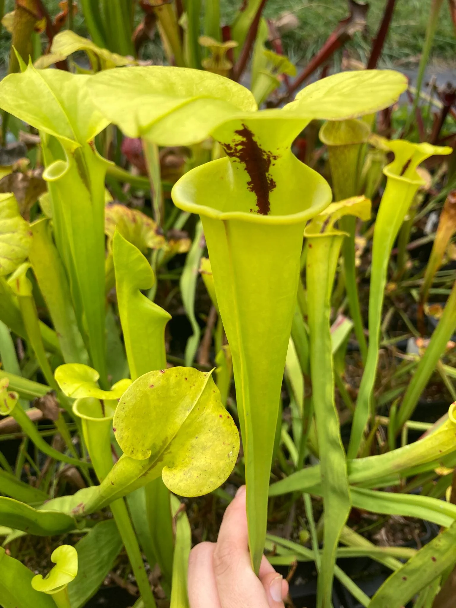 Sarracenia flava var. rugelii, Cut Throat Pitcher Plant