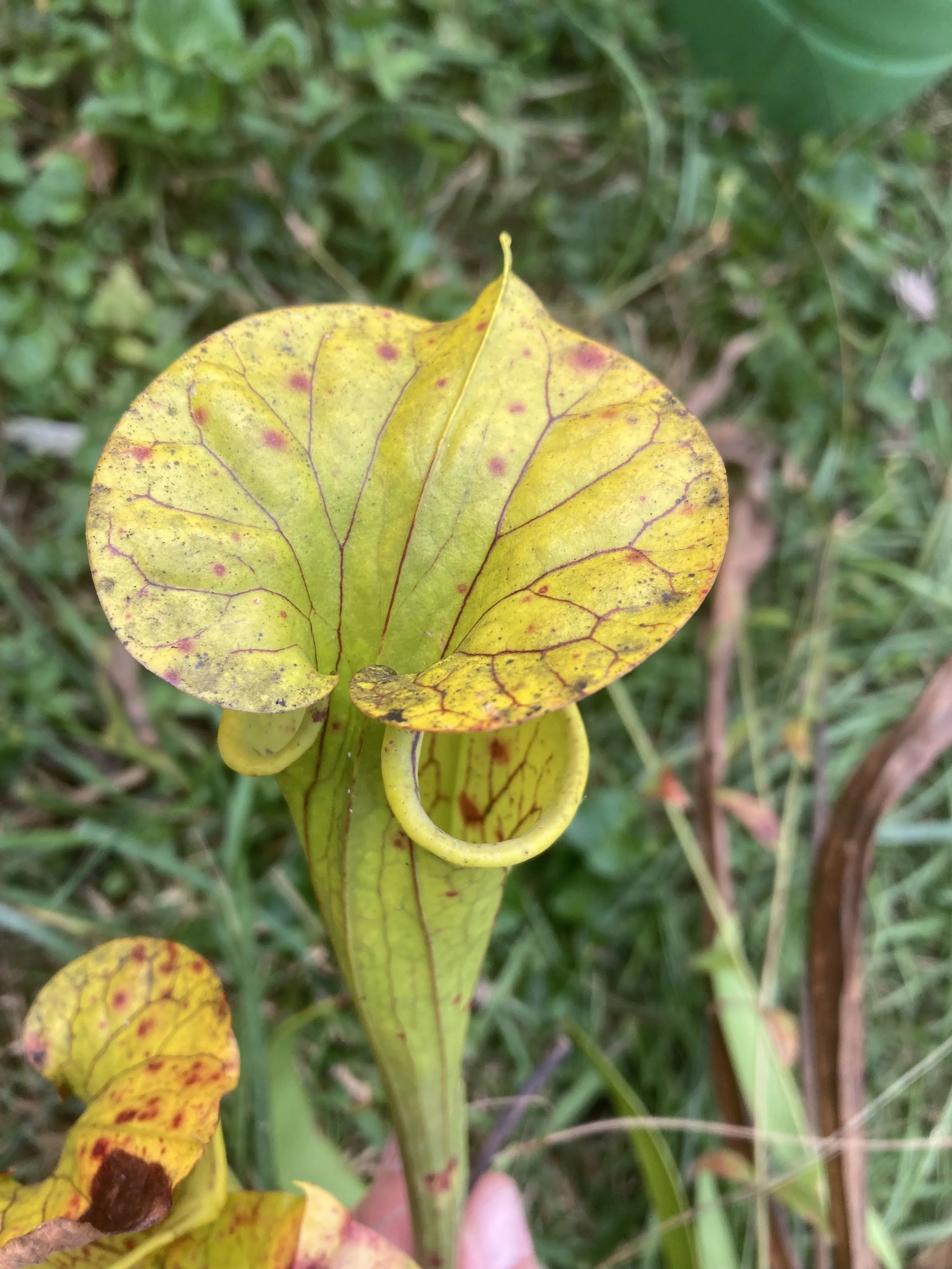 Photo Oct 09 2025, 1 02 24 PM.jpg