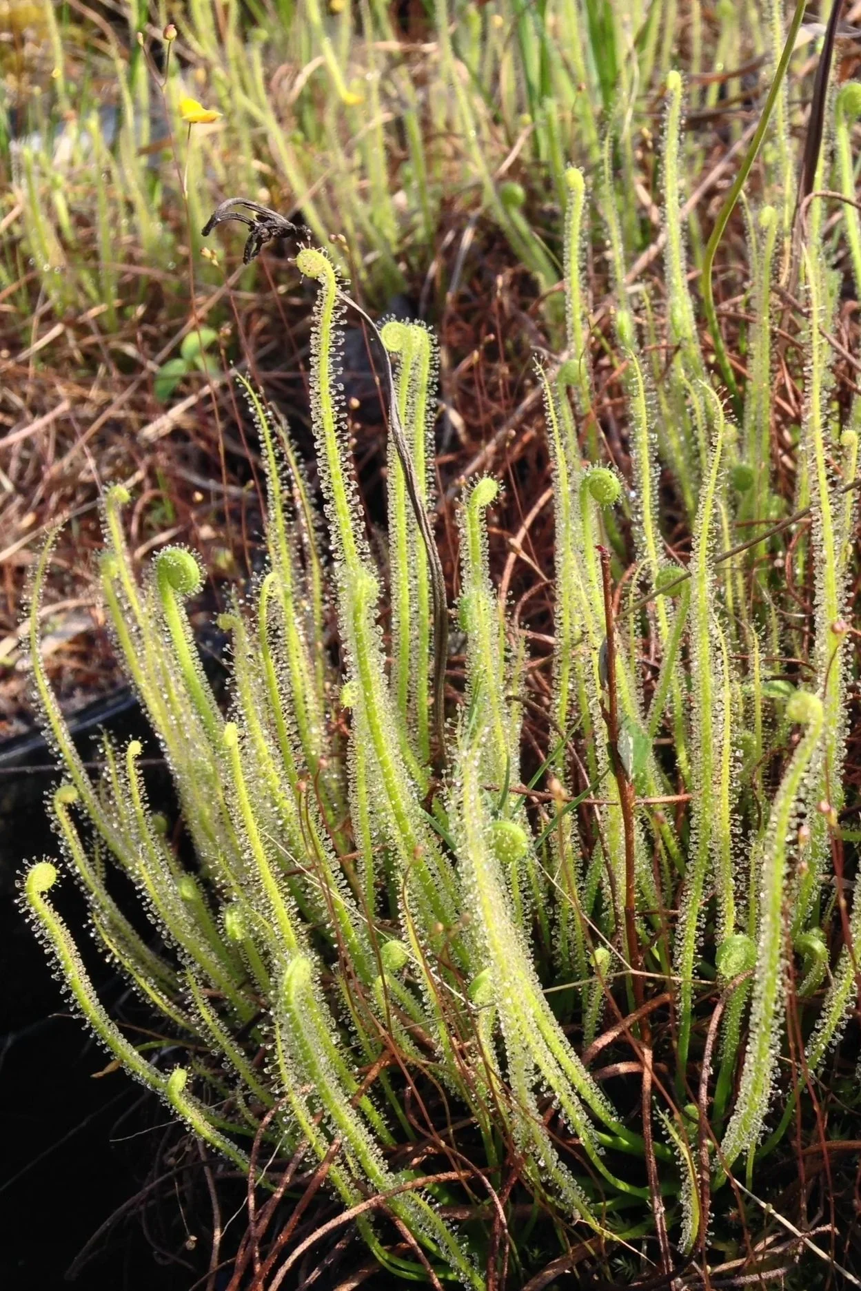 drosera tracyi.jpg