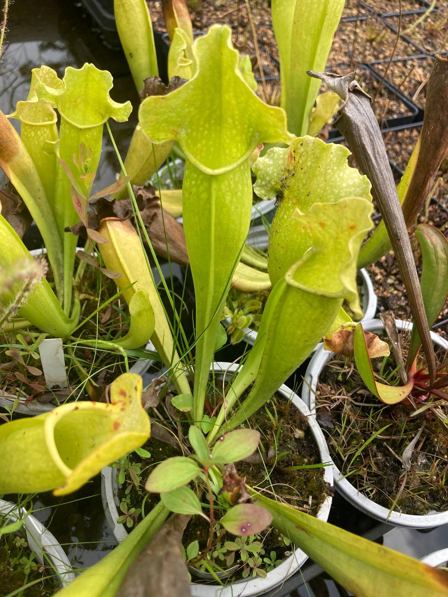 Sarracenia leucophylla green x purpurea green