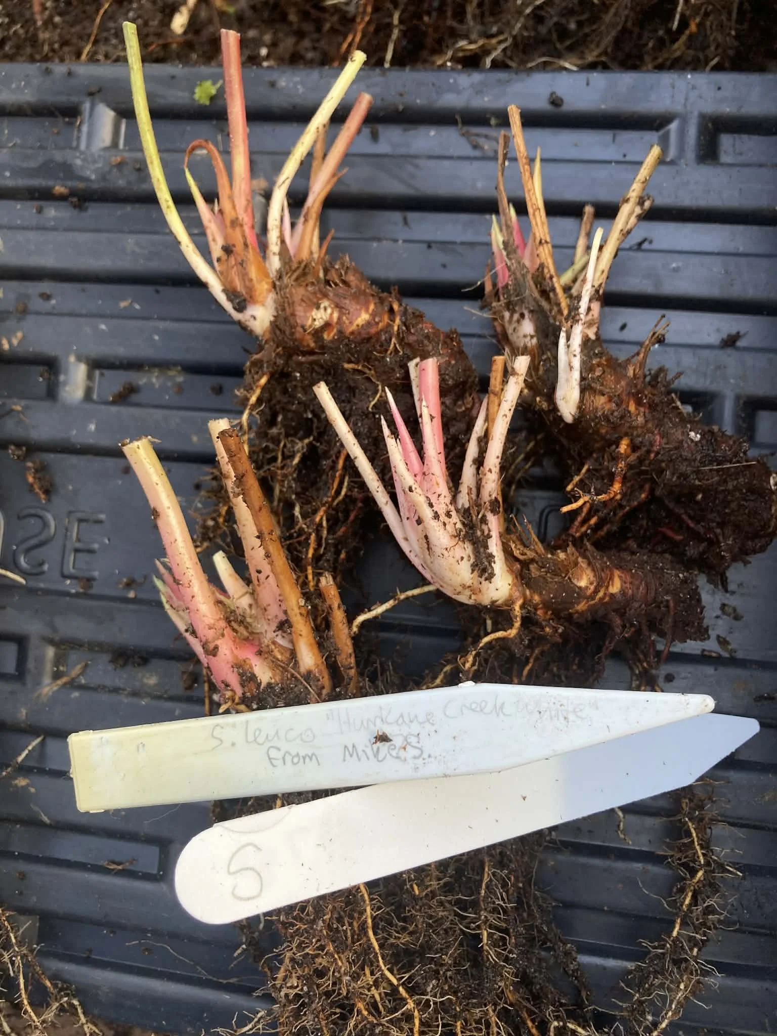 1003ea20-0c28-410e-9765-4390717524b3.jfif