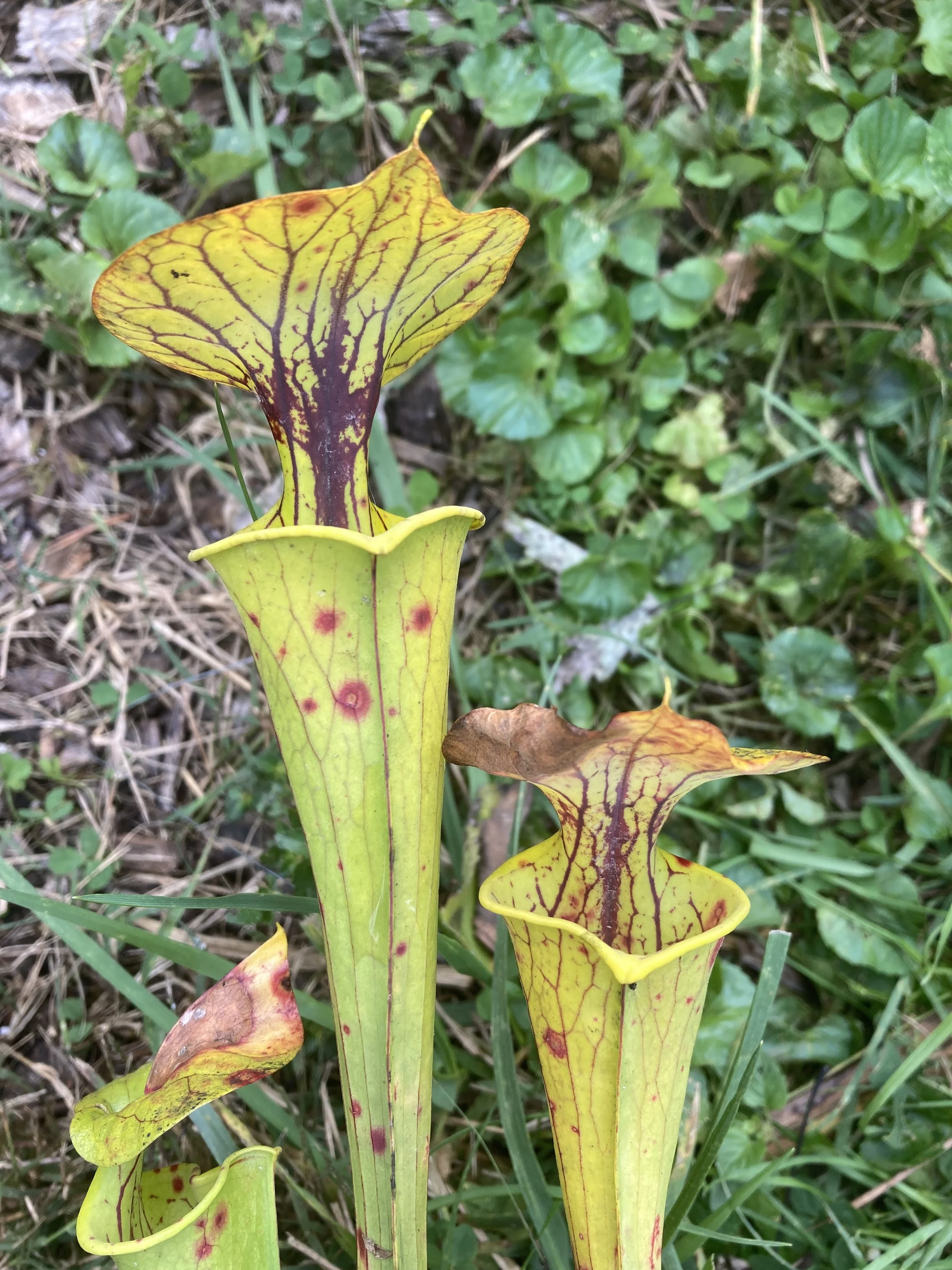 Photo Oct 09 2025, 1 02 33 PM.jpg