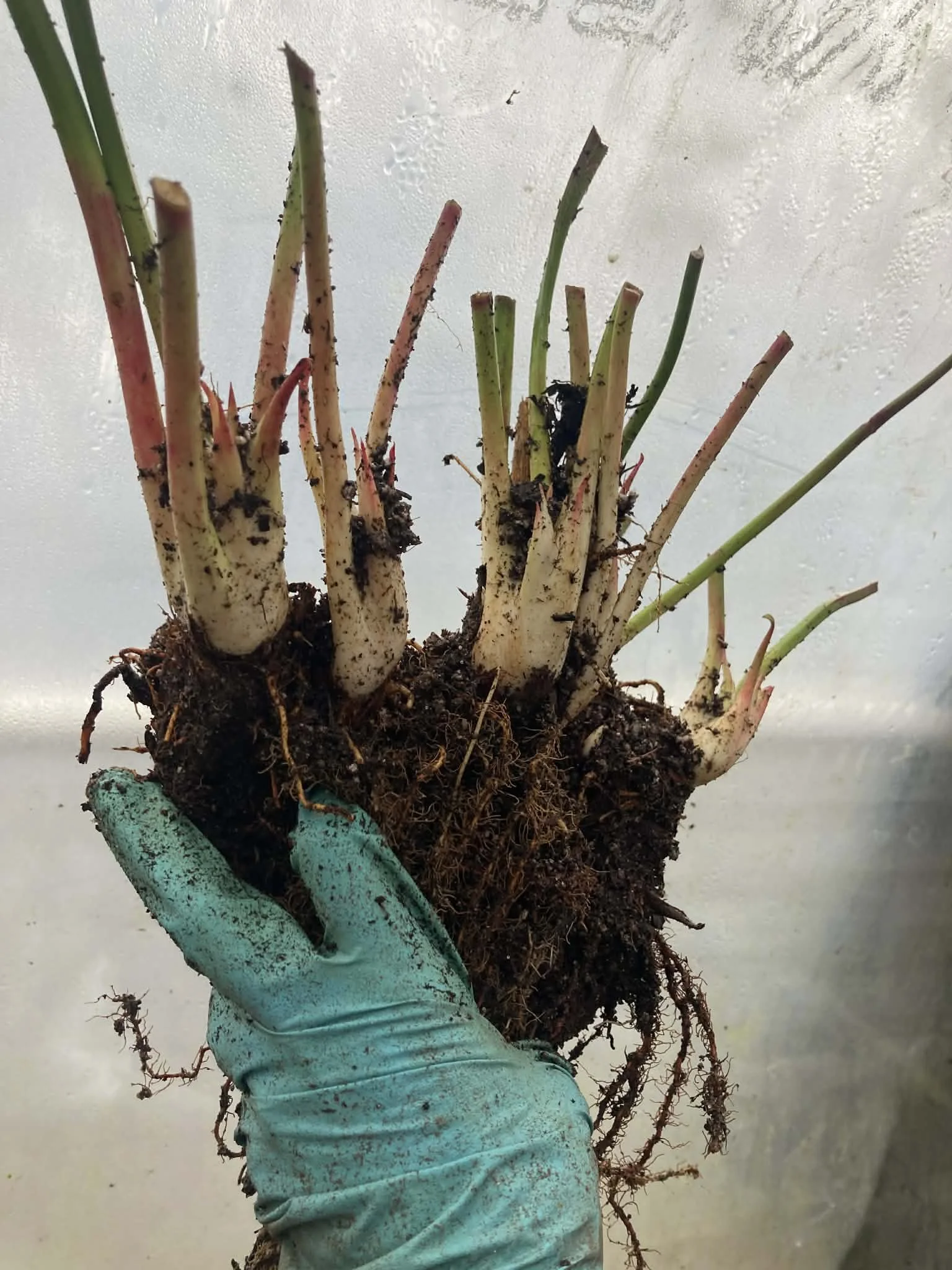 f3c06335-bfd2-4ead-bb1b-5f8632d4bb92.jfif