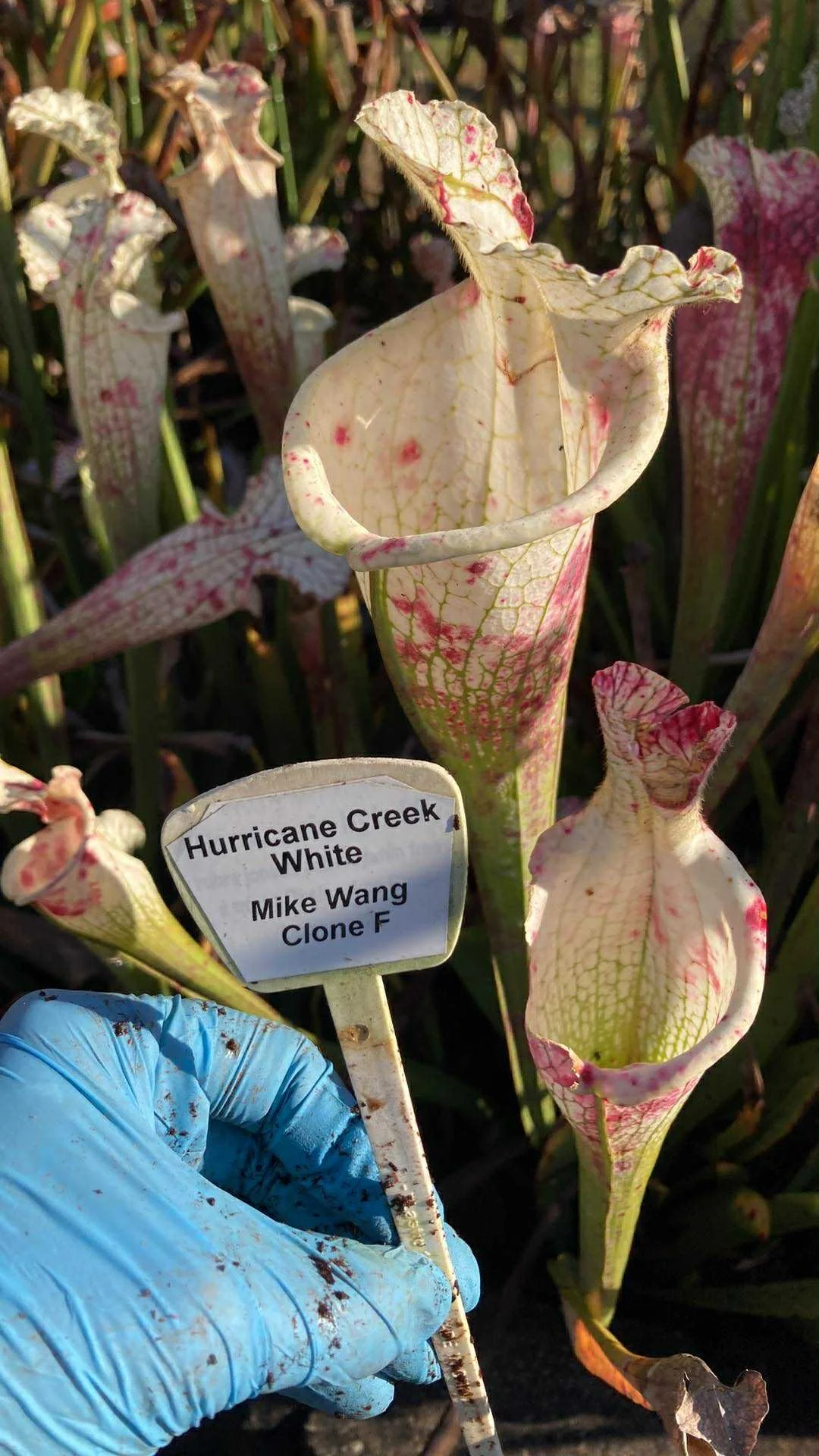 b5ef2ff8-d20d-48c8-bf86-a64107b4cce6.jfif