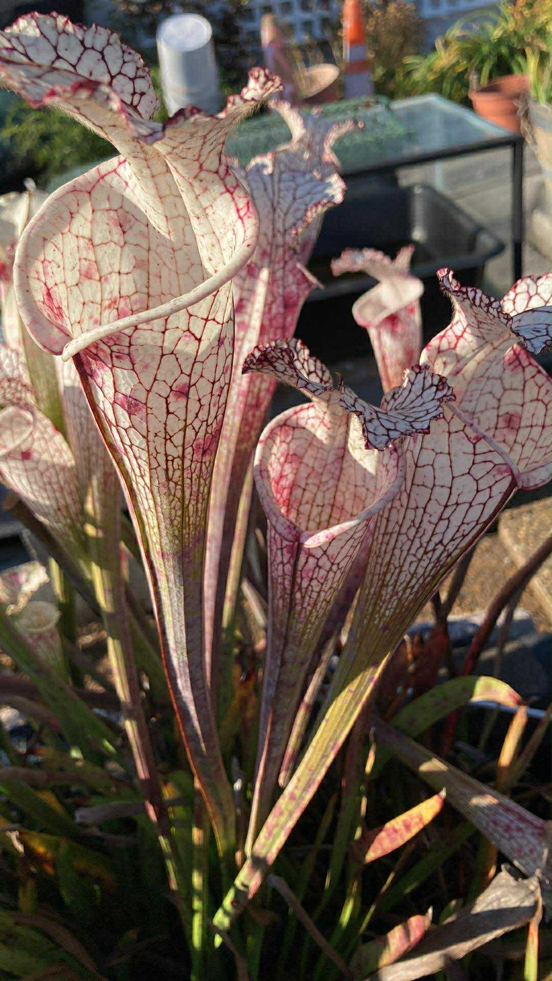 415cb2f8-fcdf-4fe5-8e49-ff61c1fe6ab8.jfif