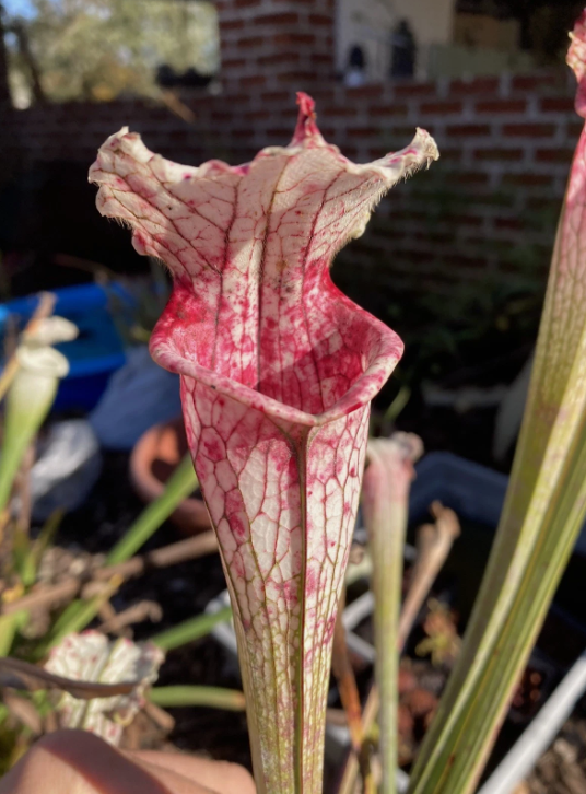 sarracenia pink eye.png