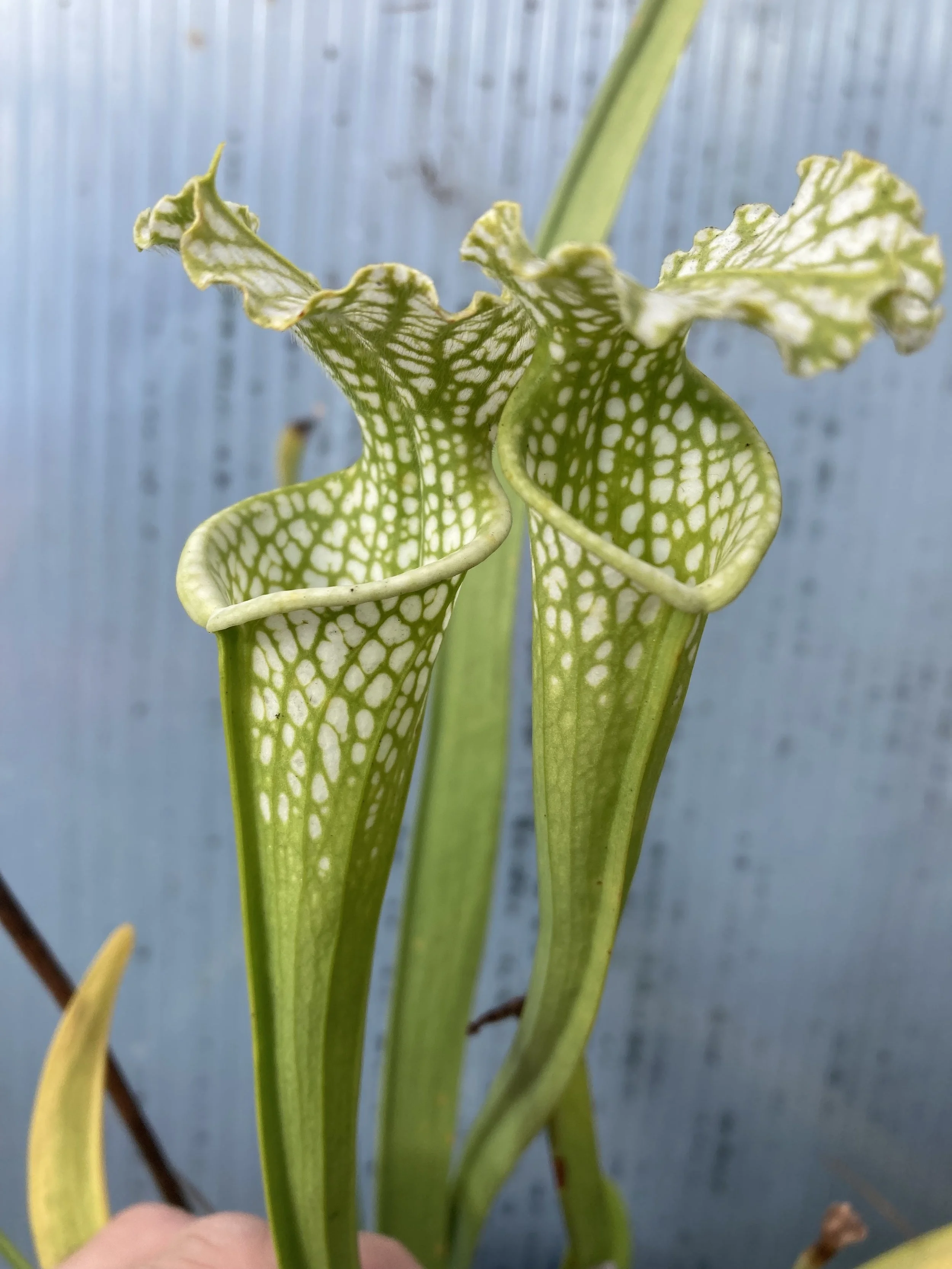 Photo Oct 31 2025, 2 42 44 PM.jpg