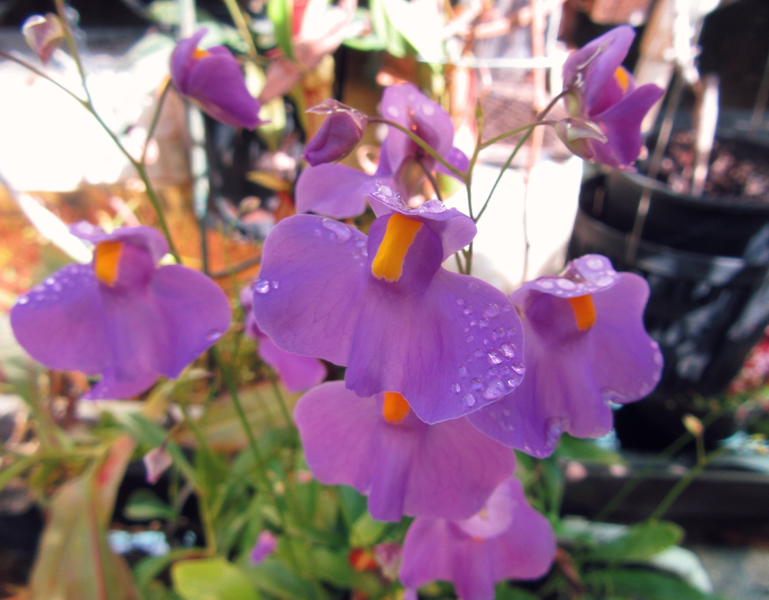 Utricularia longifolia.jpg