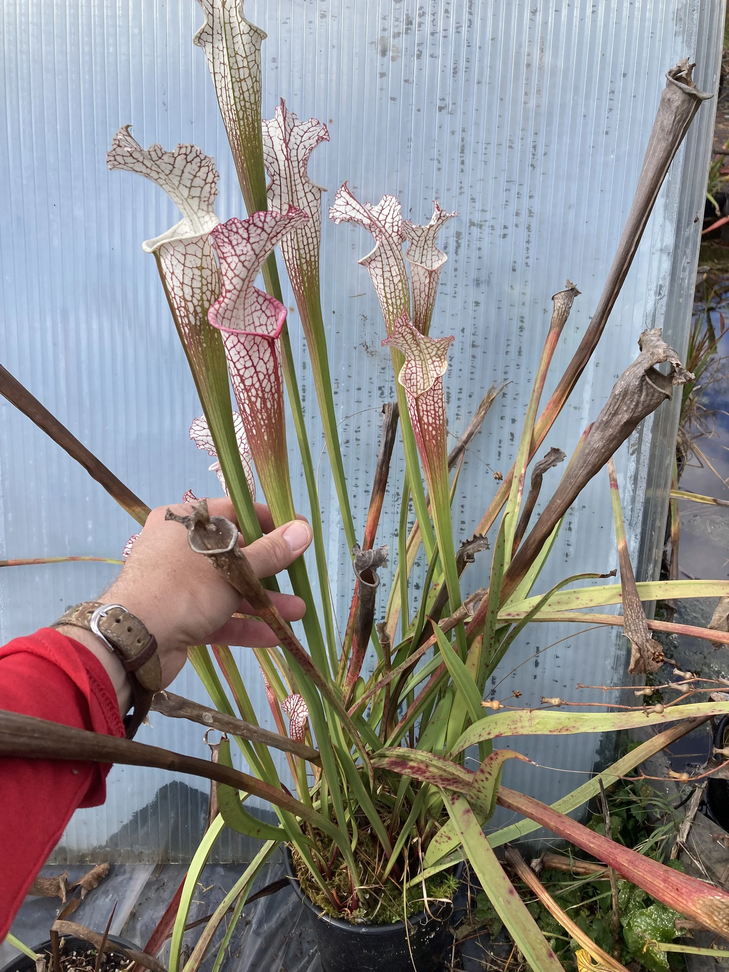 Photo Oct 31 2025, 2 40 36 PM.jpg