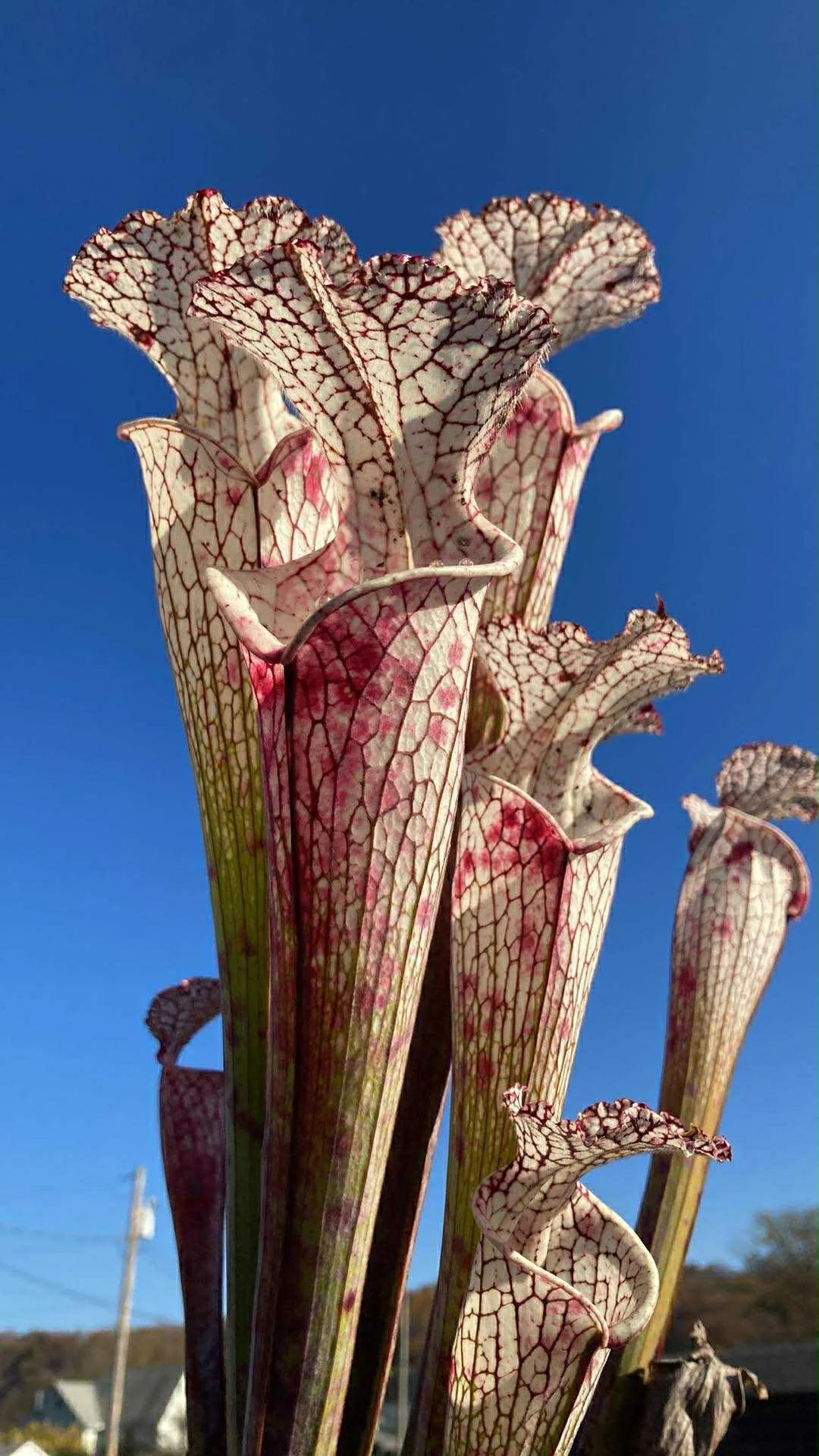 61784f02-b260-4bb4-9d82-e75a204e9427.jfif