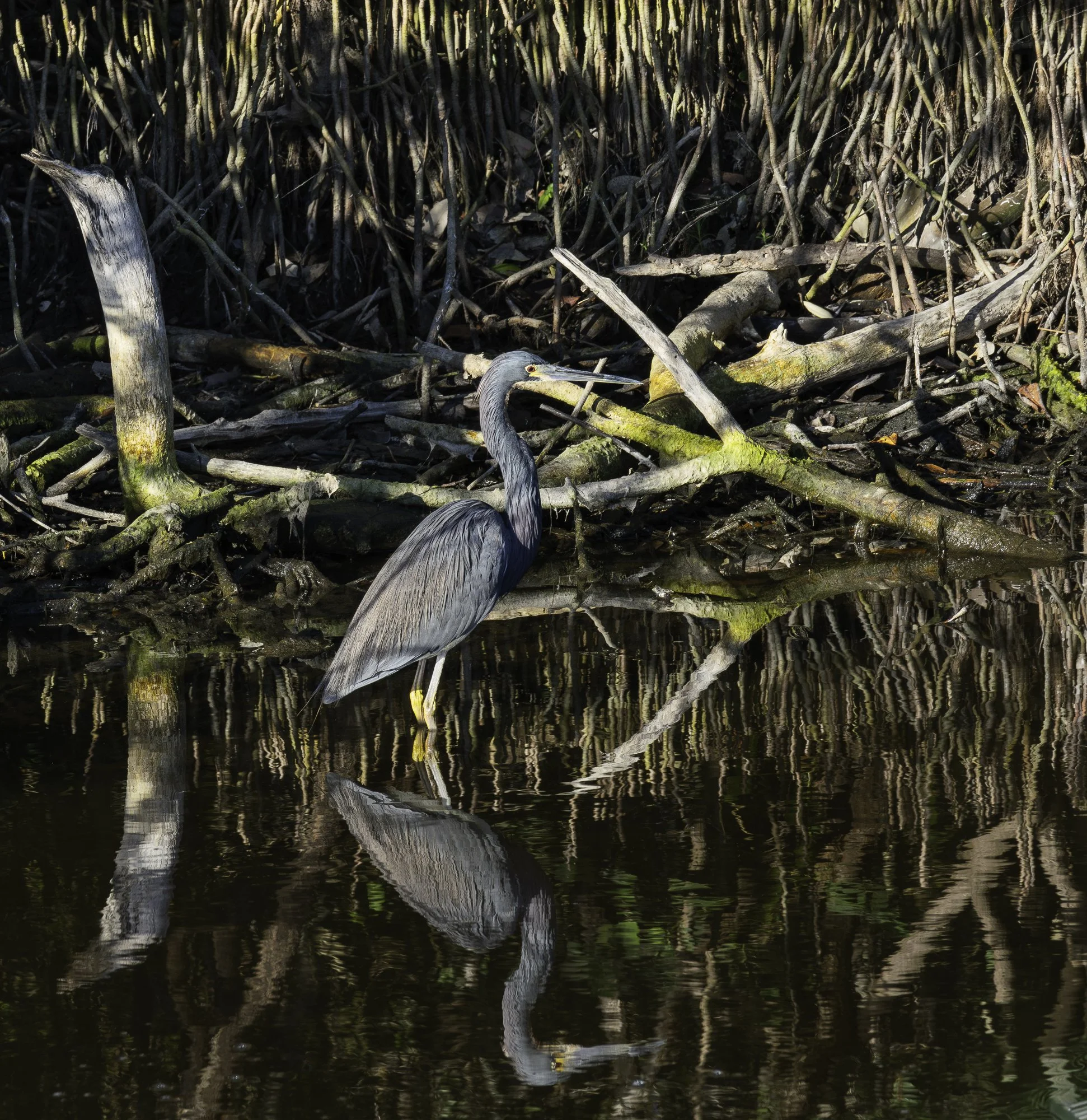 Tricolored Heron, Bio Lab Rd., MINWR 