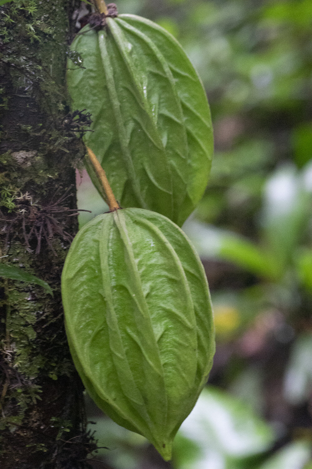 Cacao silvestre 5.jpg