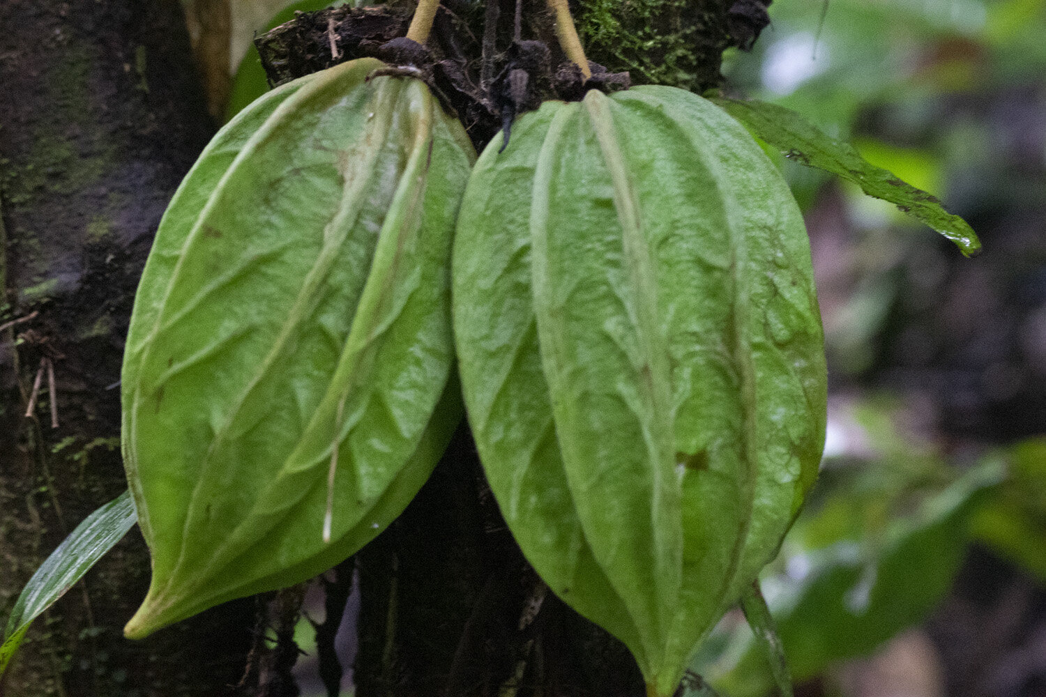Cacao silvestre 6.jpg