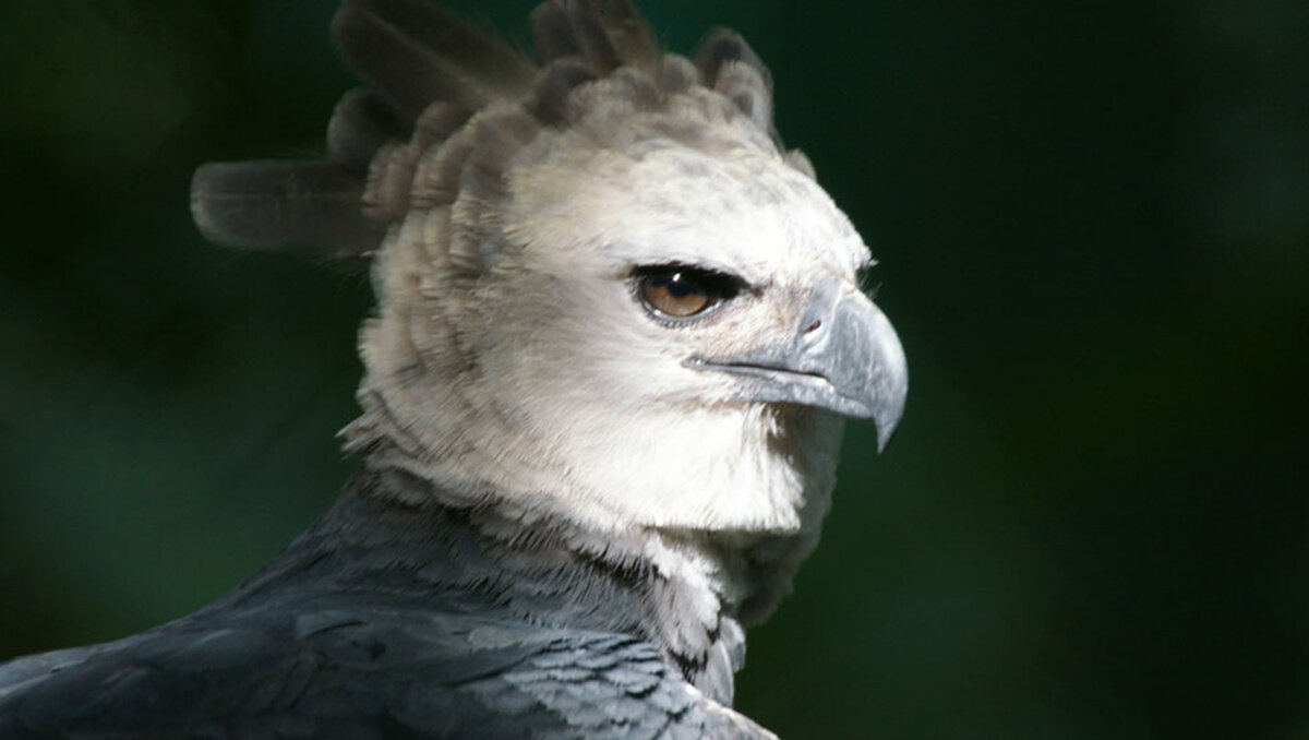 Bird 1.JPG