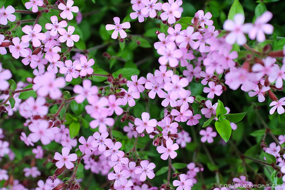 AnkeWeckmann-Blog-Spring2019-2.png