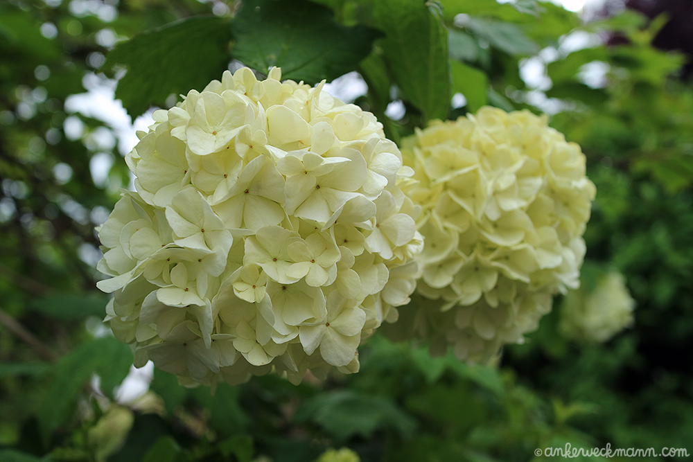 AnkeWeckmann-Blog-Spring2019-3.png