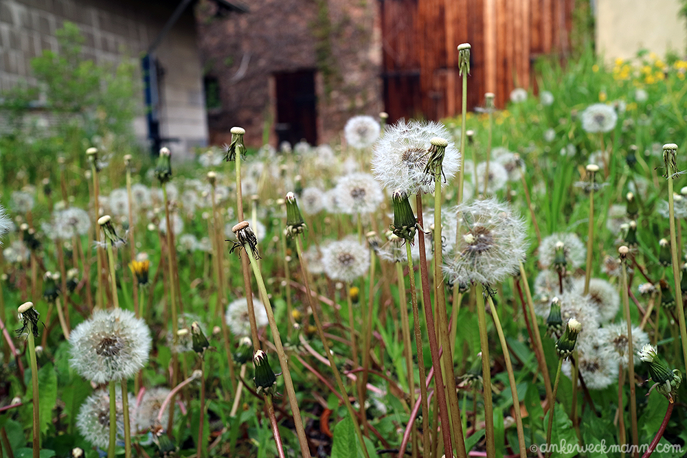 AnkeWeckmann-Blog-Spring2019-6.png