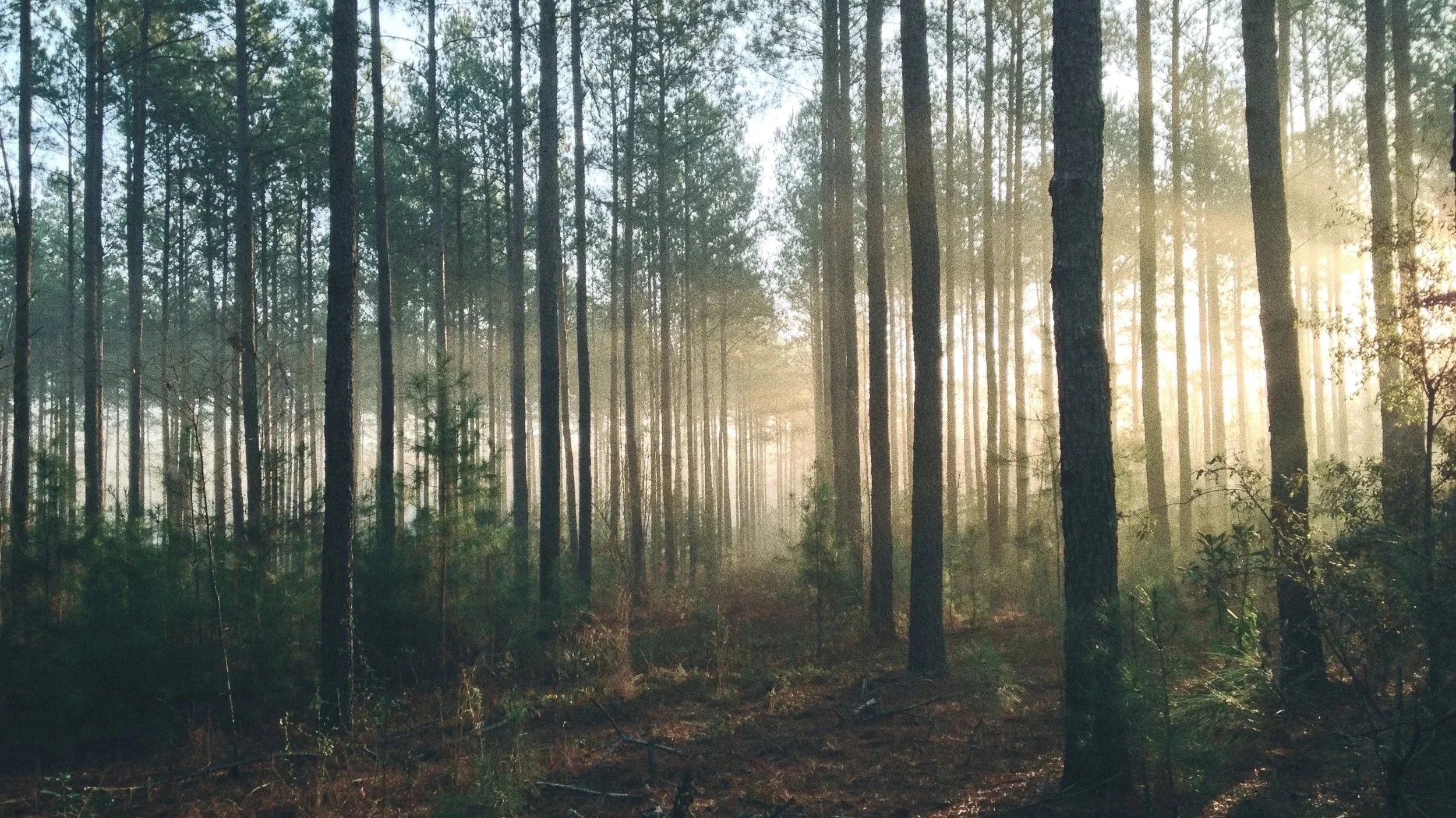 forest-steven-kamenar-11107-unsplash.jpg
