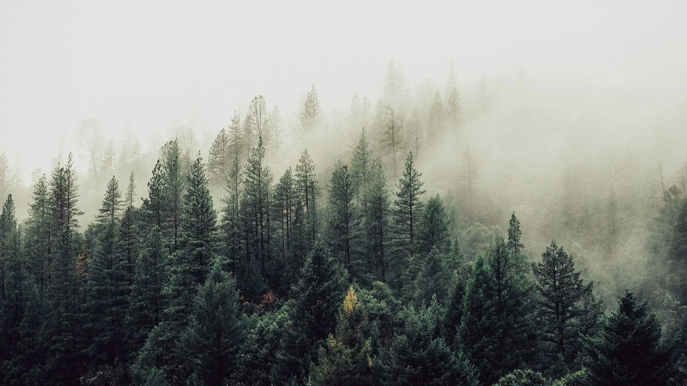 2-pine trees.jpg