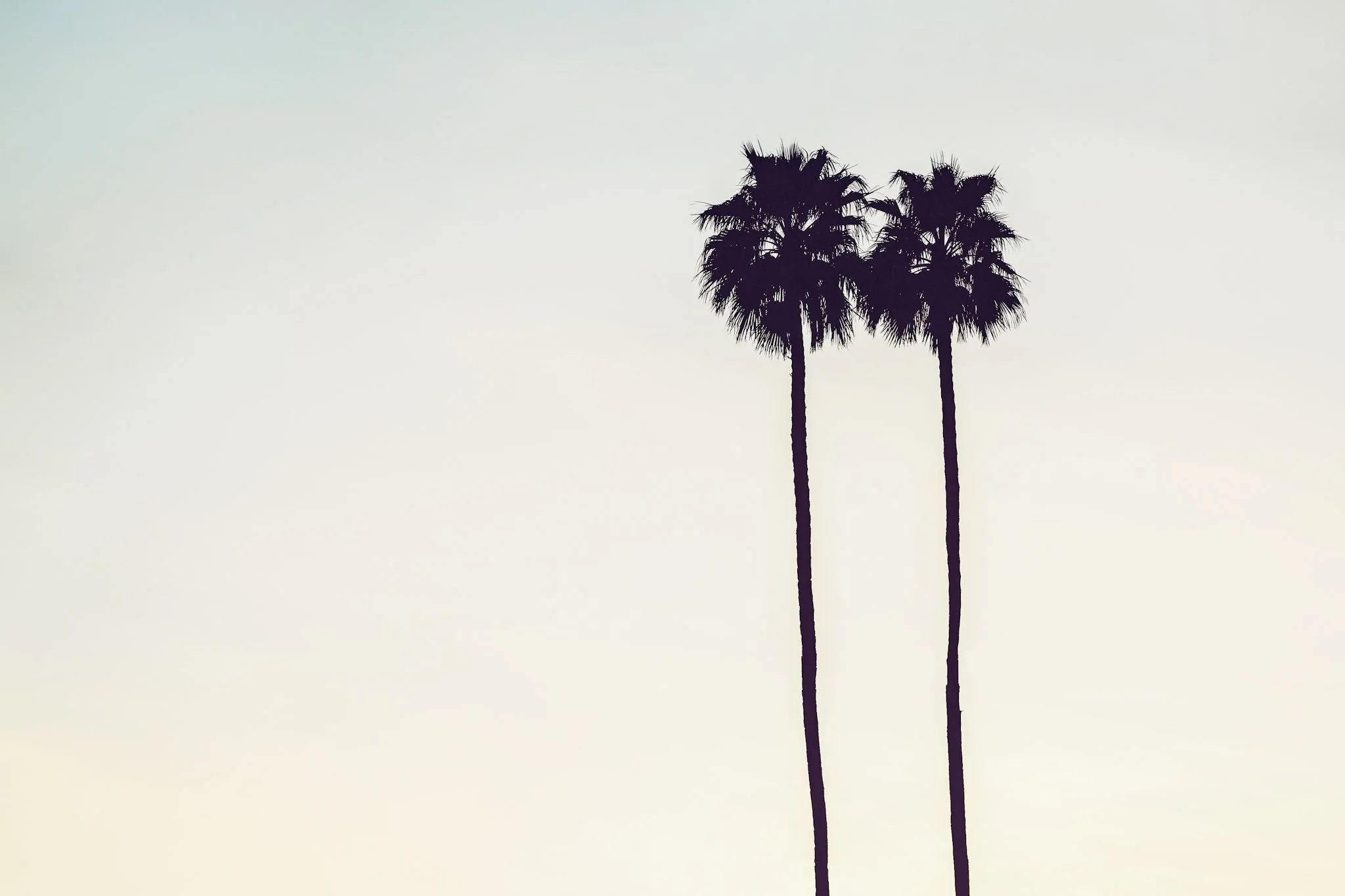 5-two palms.jpg