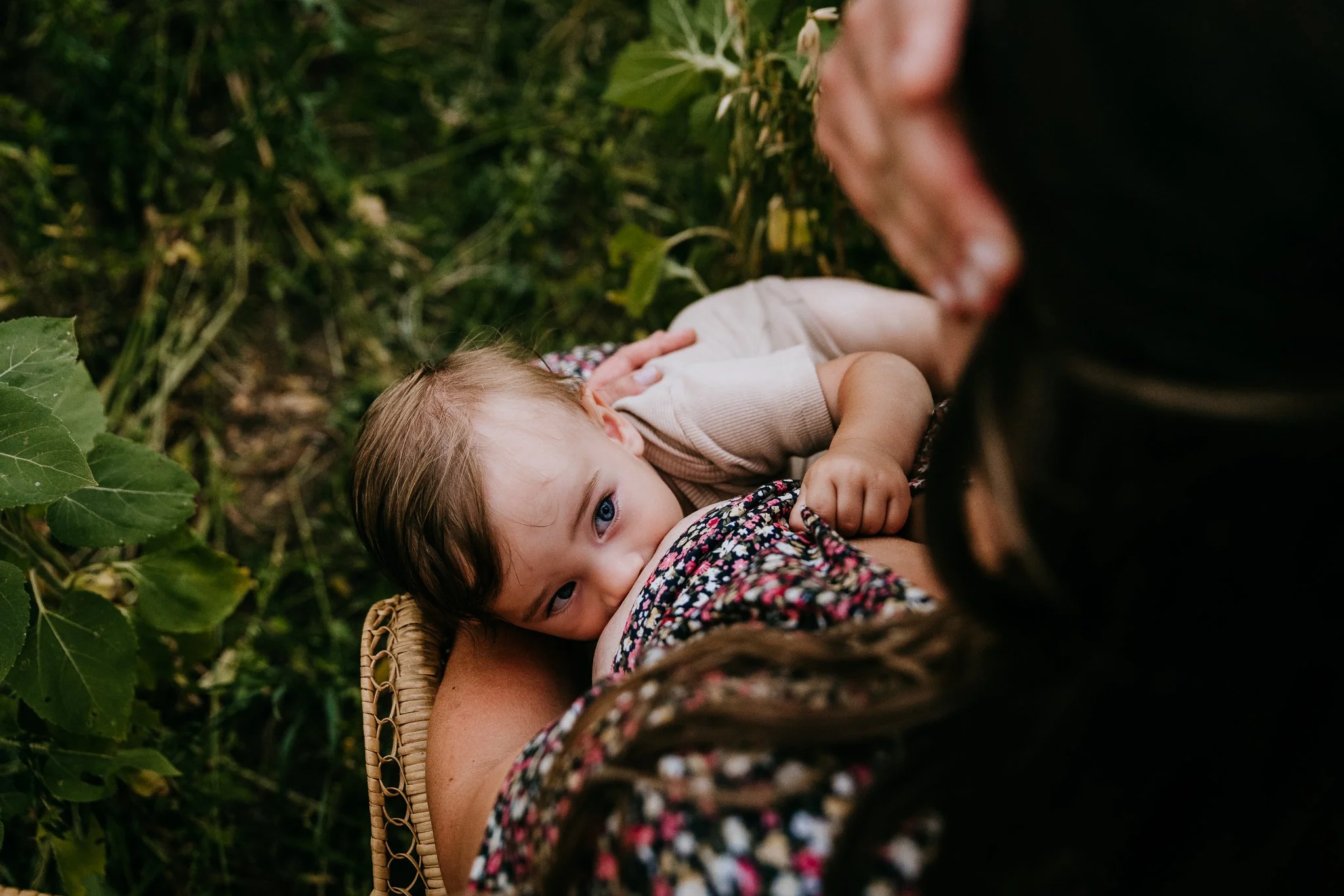 Baby breastfeeding while looking at camera, mother in floral dress in a sunflower field, North Dakota