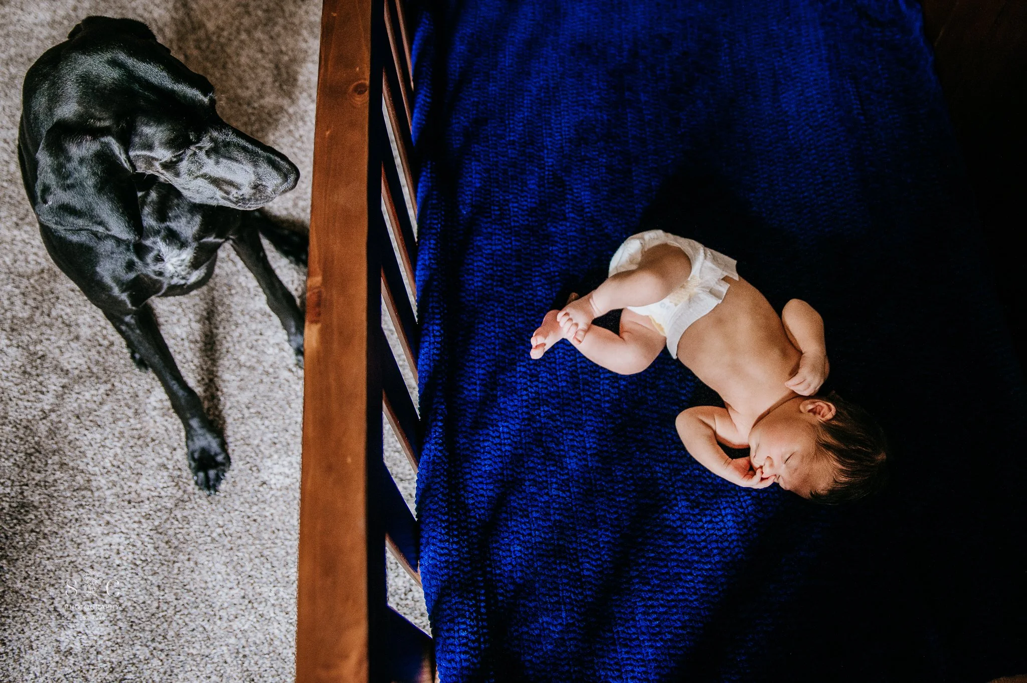 Family pet meeting newborn baby during an in-home newborn photography session in Dickinson, North Dakota.