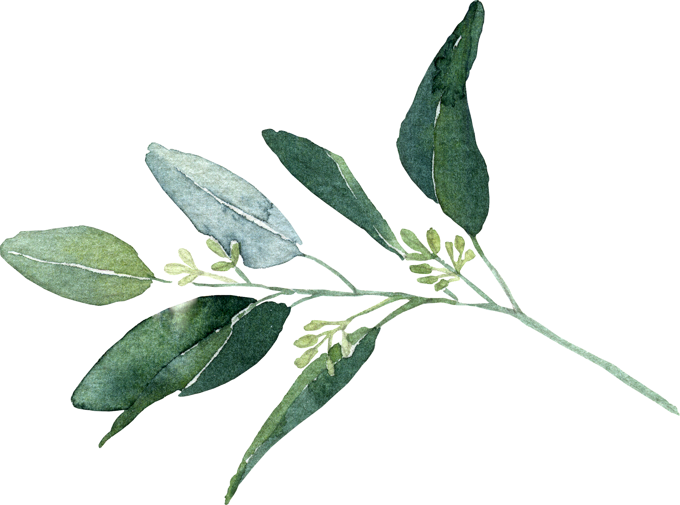 seeded eucalyptus.png