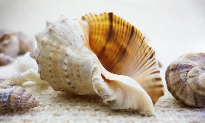 3 Shell-1.jpg