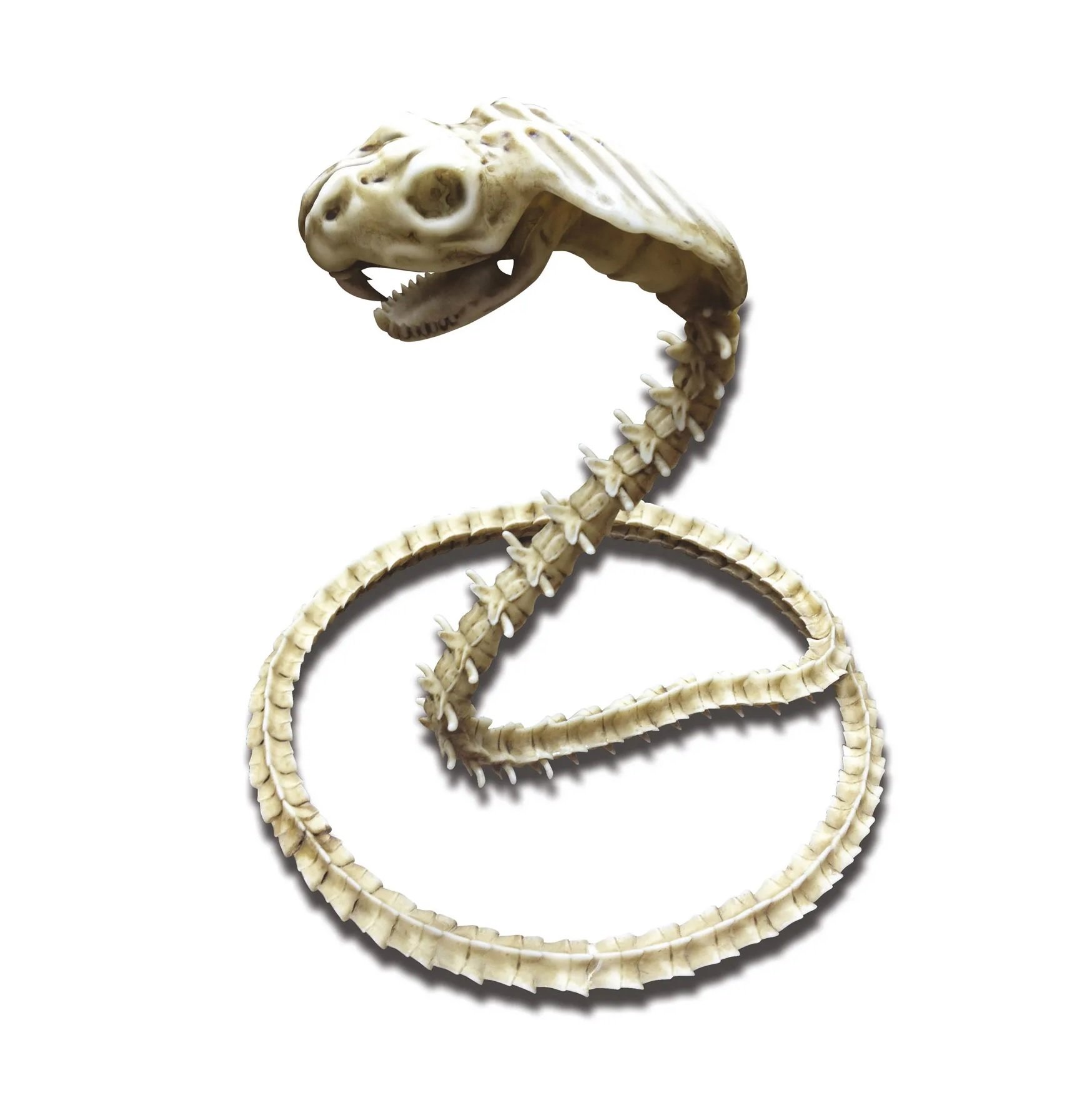 scheletro-cobra-204953-mom-brucaliffo.jpg