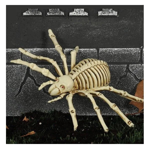 Scheletro Ragno