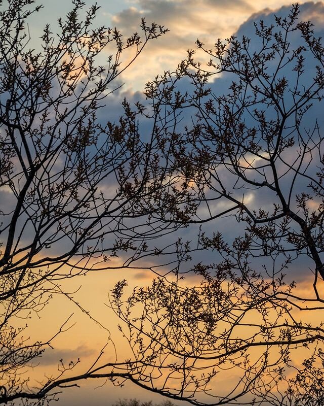 Today&rsquo;s gift for early morning rise... from indoors.

#earlymorning #upandatem #nature #trees #treescape #earlymorningsky #outdoorsfrominside #montauk #mtk #landscapephotography #naturalworld #springtime