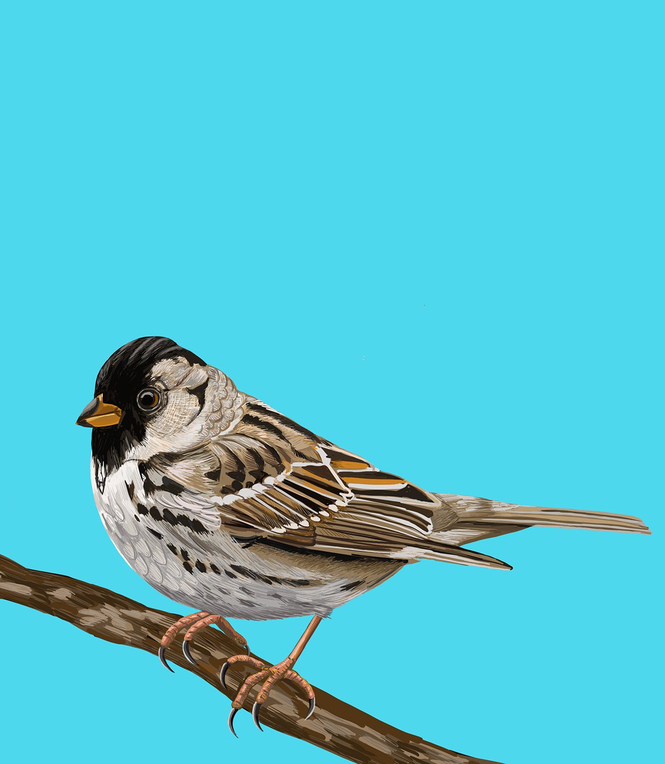 Harris's Sparrow