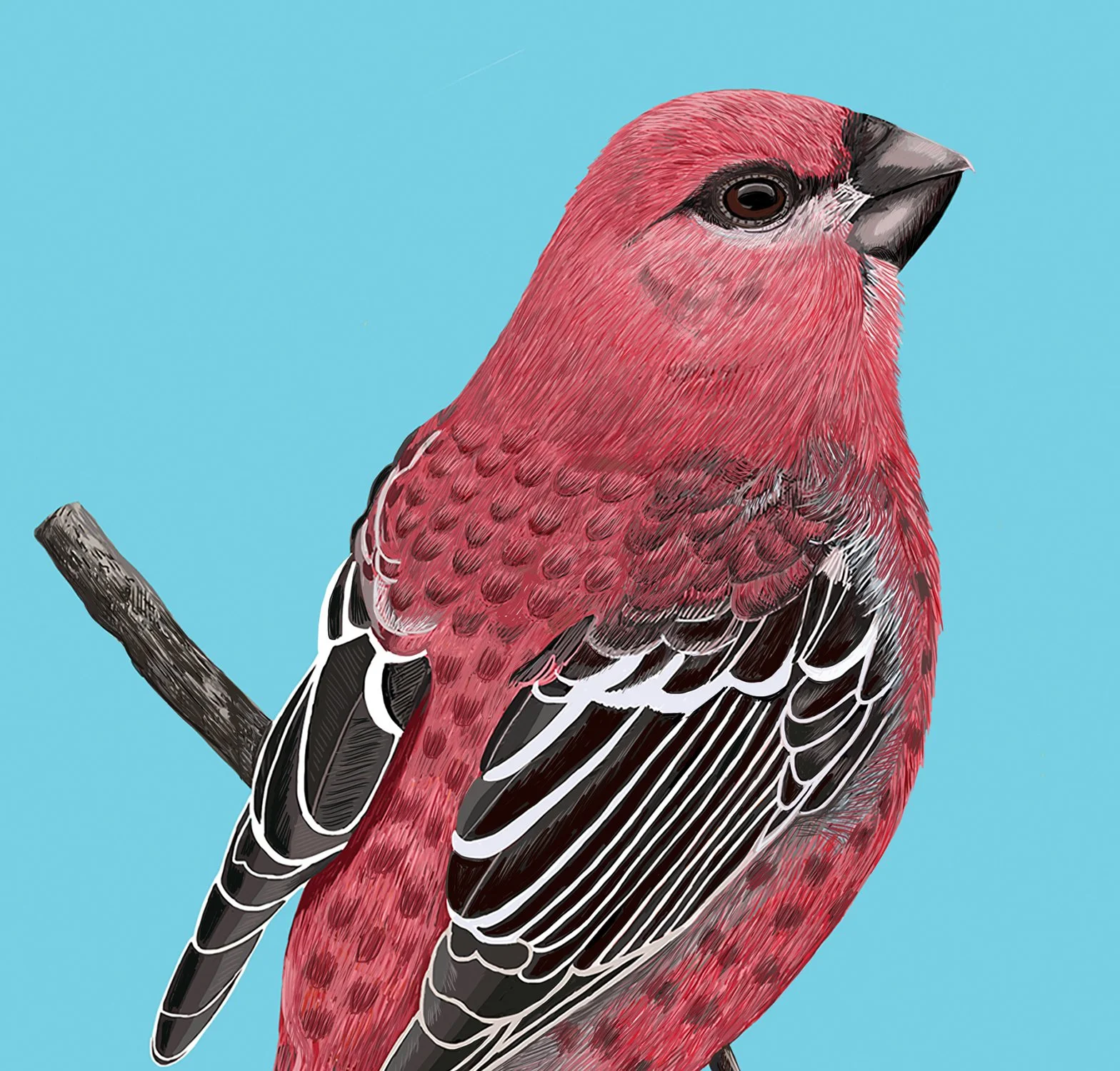 ZOOMPineGrosbeak.jpg