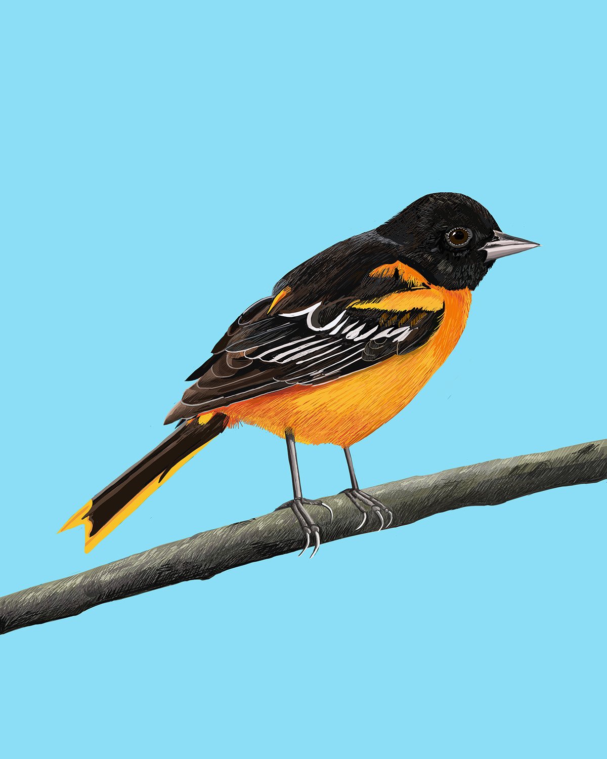 Baltimore Oriole